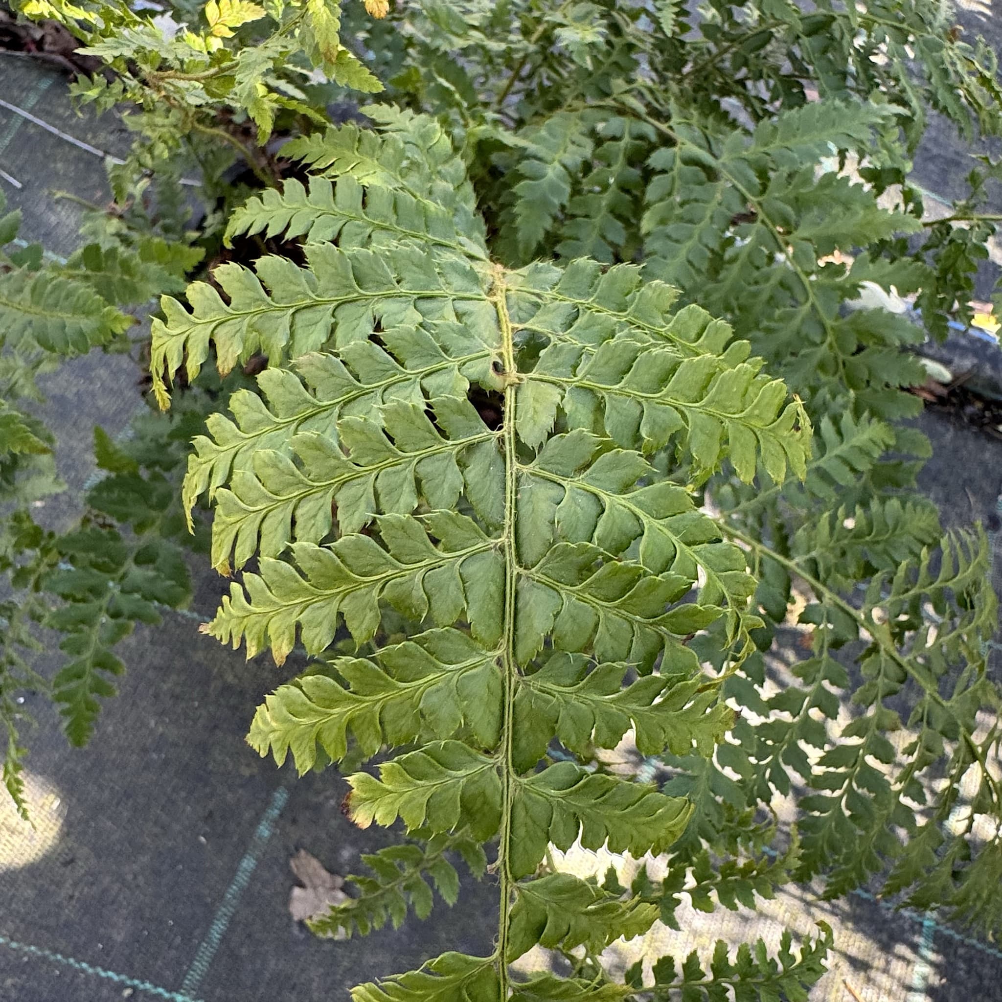 Polystichum setiferum