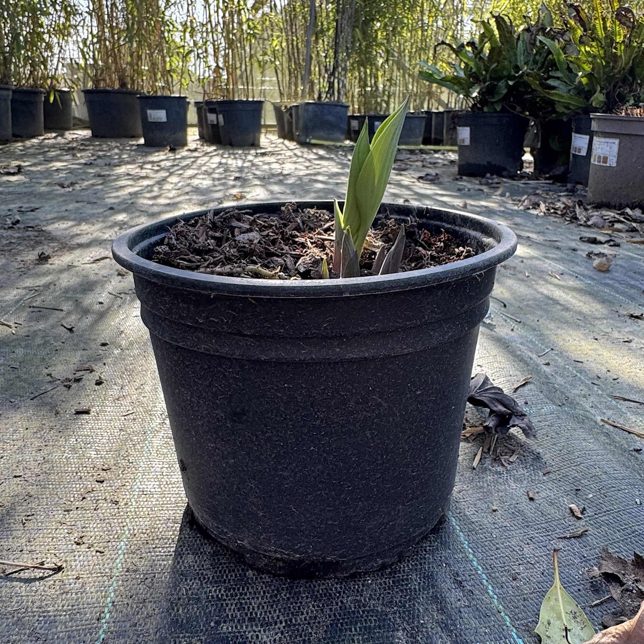 Hosta 'Halcyon'