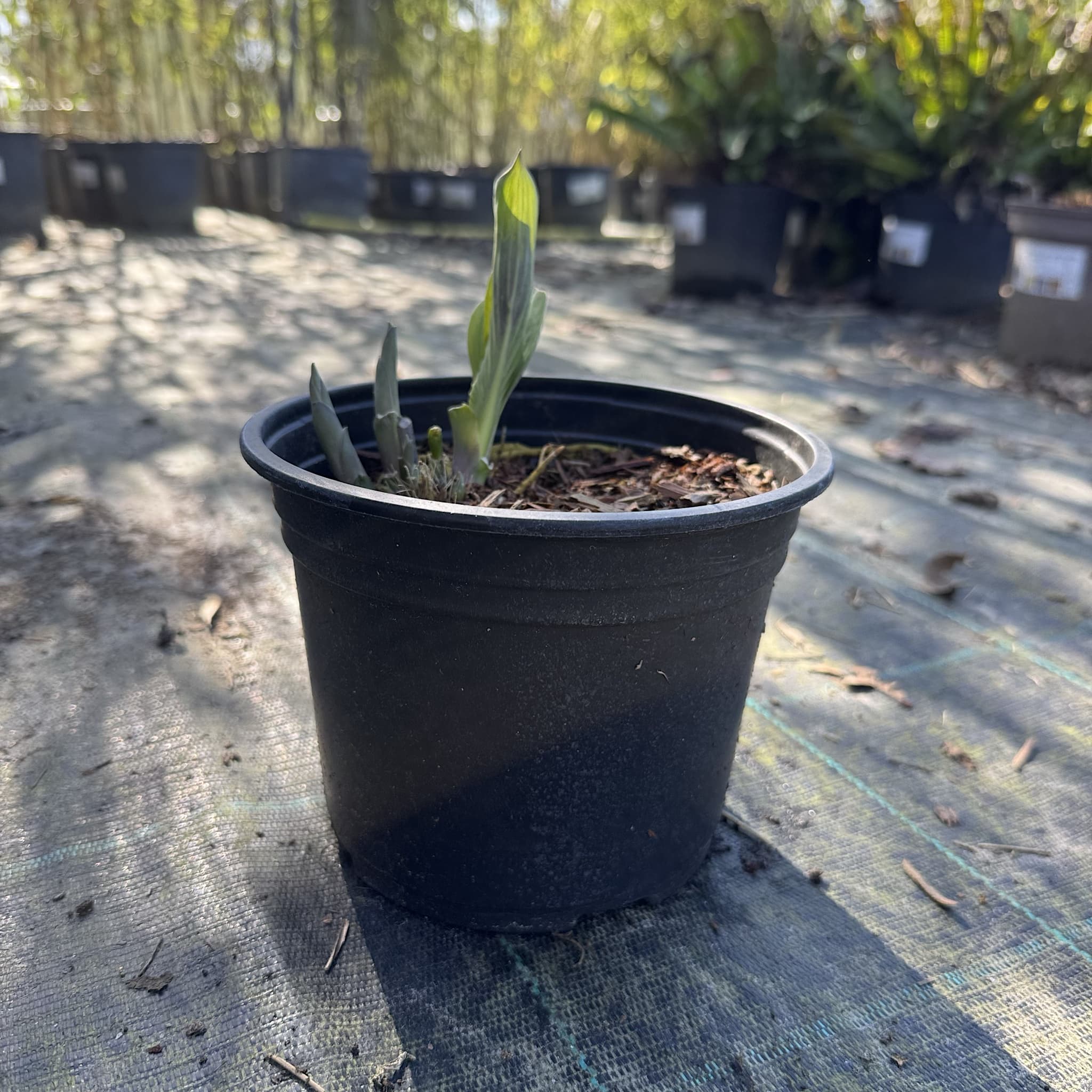 Hosta sieb. 'Frances Williams'