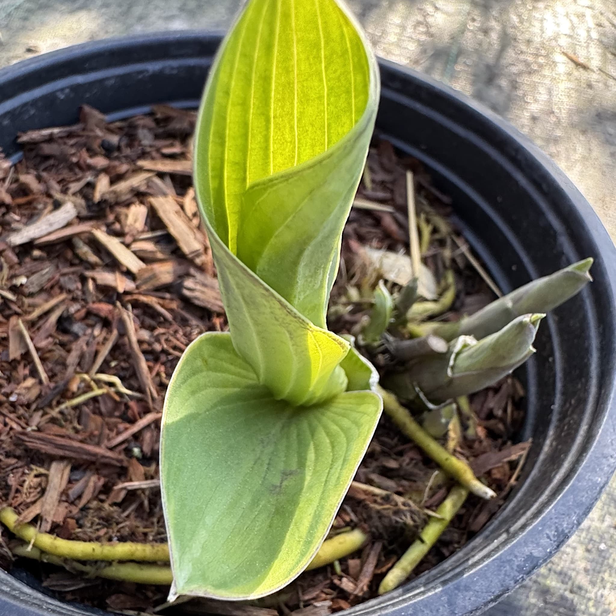 Hosta sieb. 'Frances Williams'