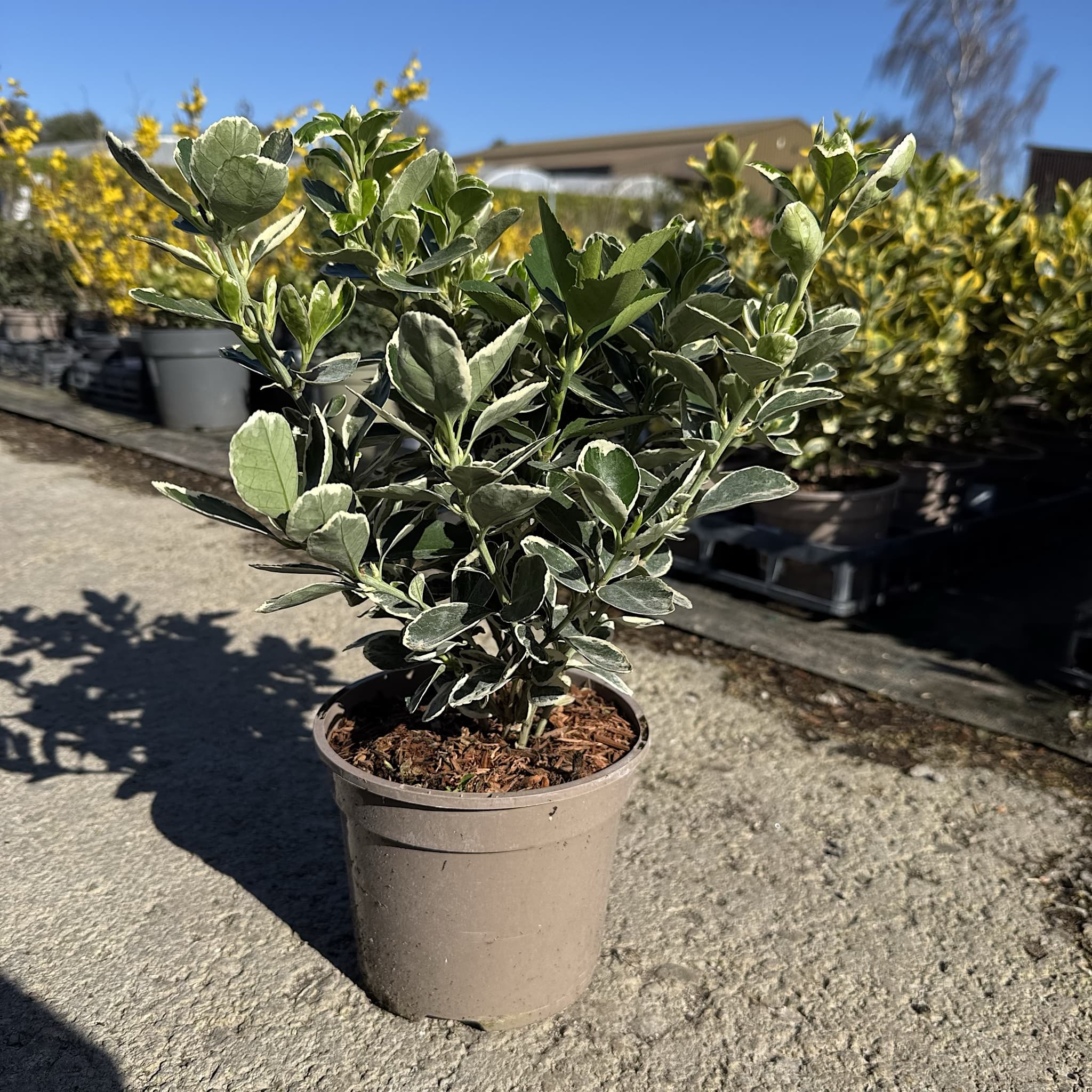 Euonymus 'Kathy'