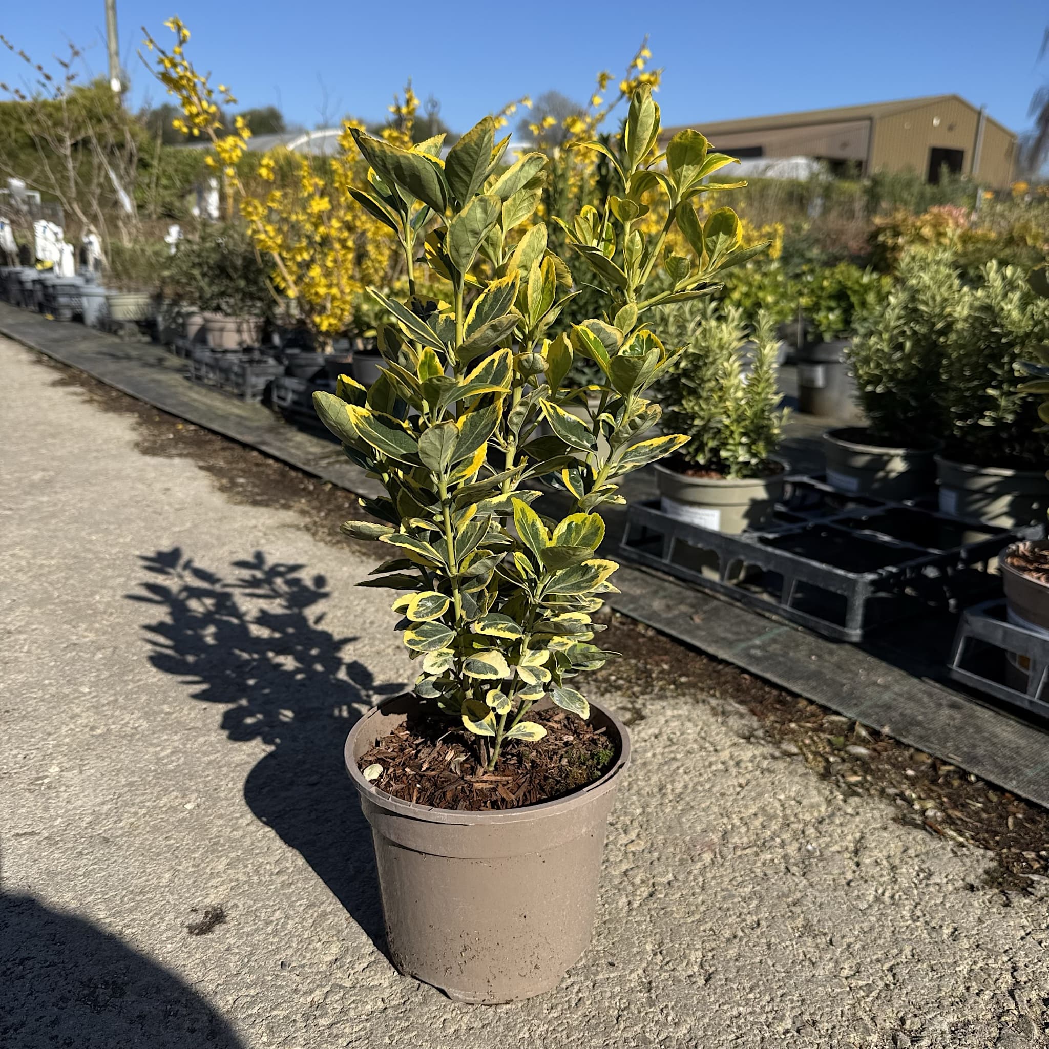 Euonymus jap. 'Marieke'