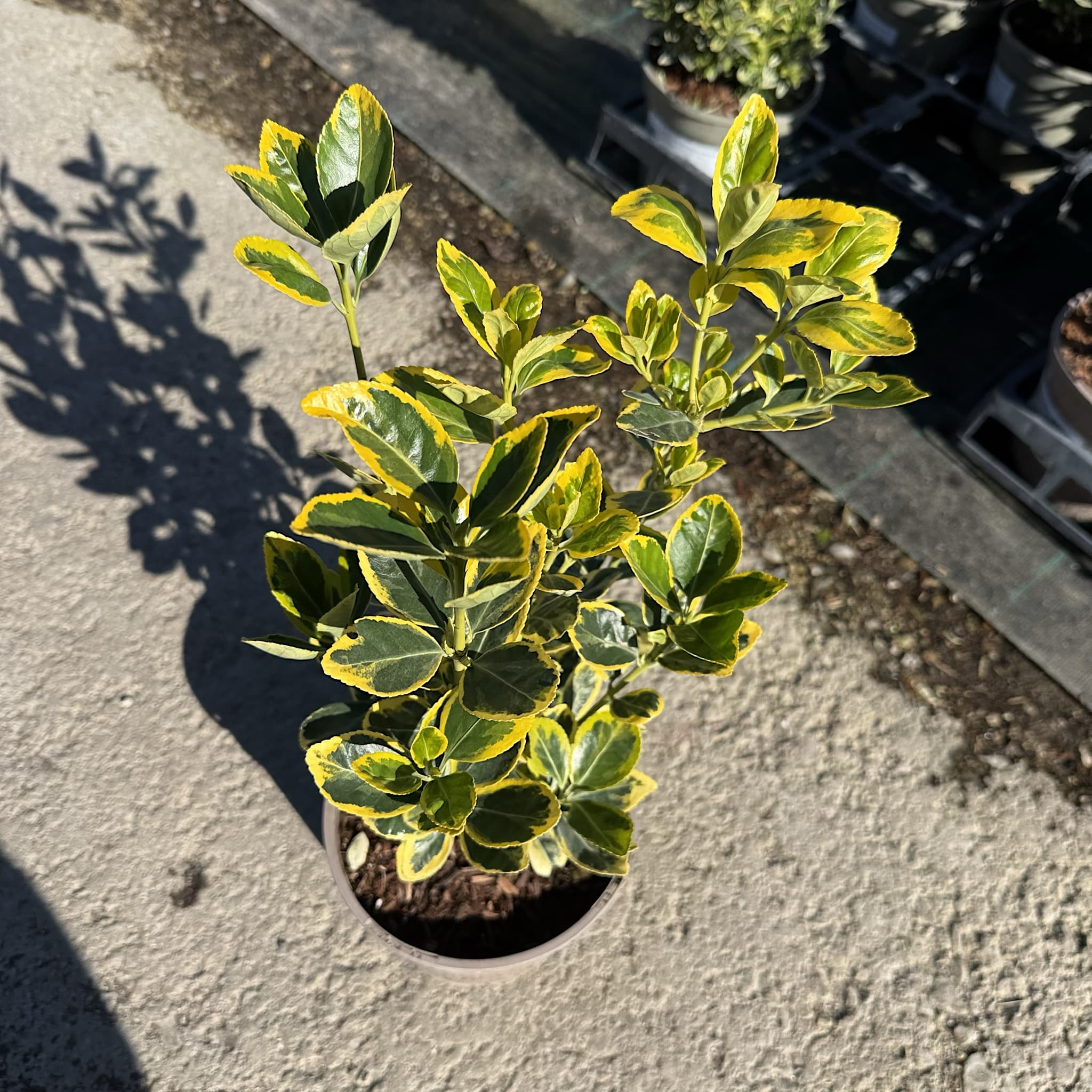 Euonymus jap. 'Marieke'