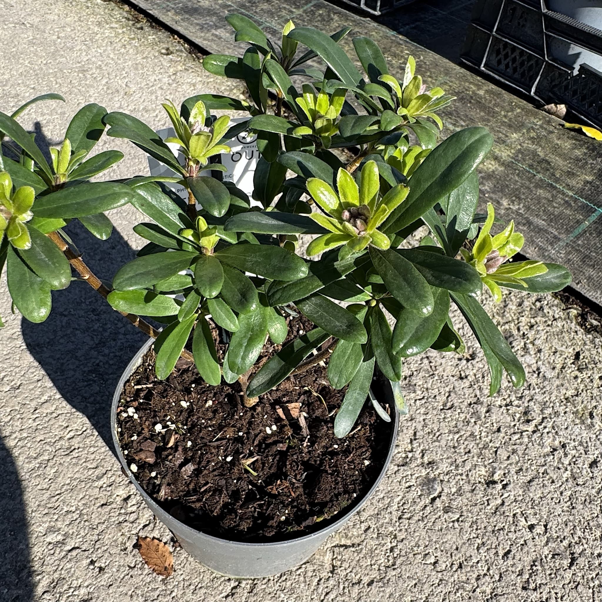 Daphne 'Eternal Fragrance'