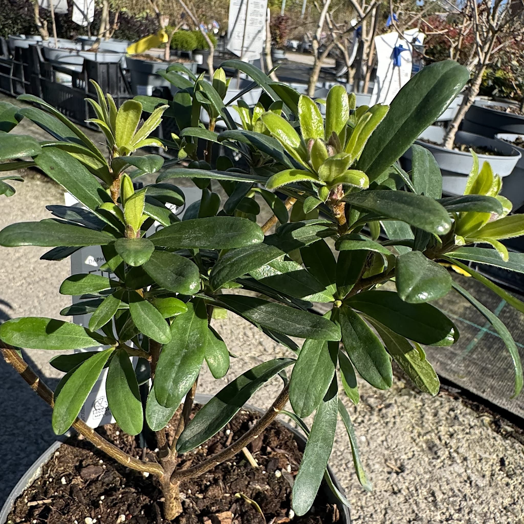 Daphne 'Eternal Fragrance'