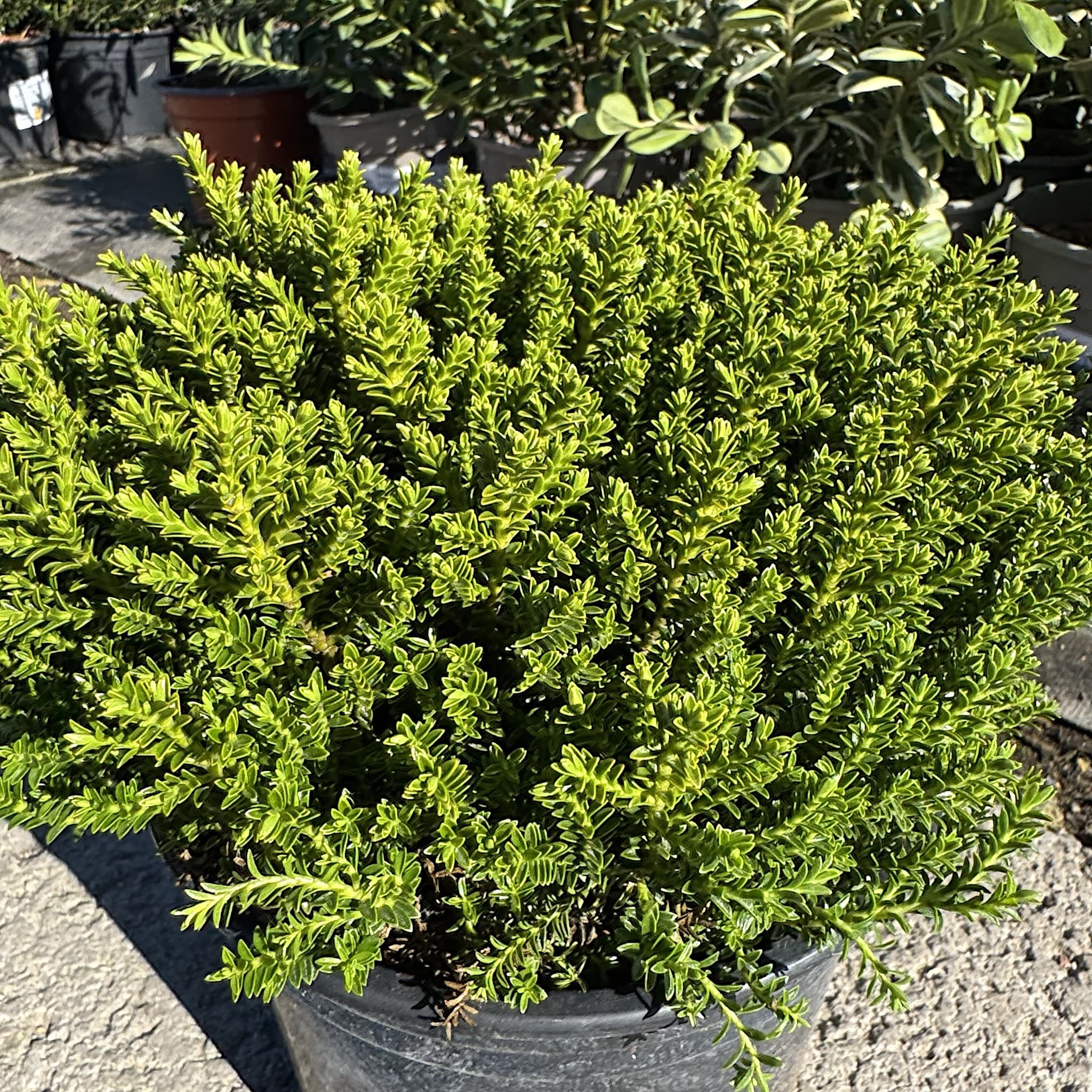 Hebe 'Green Globe'