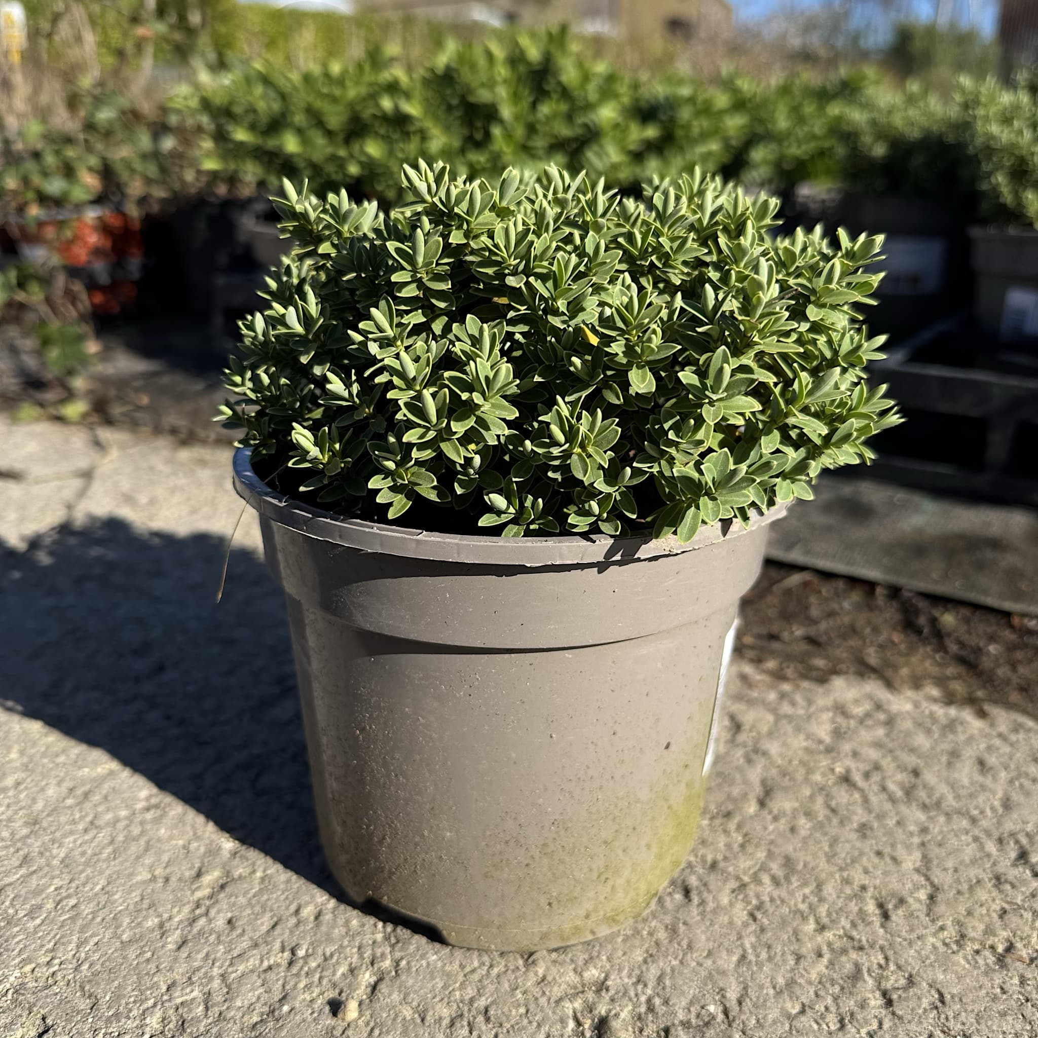 Hebe ping. 'Sutherlandii'