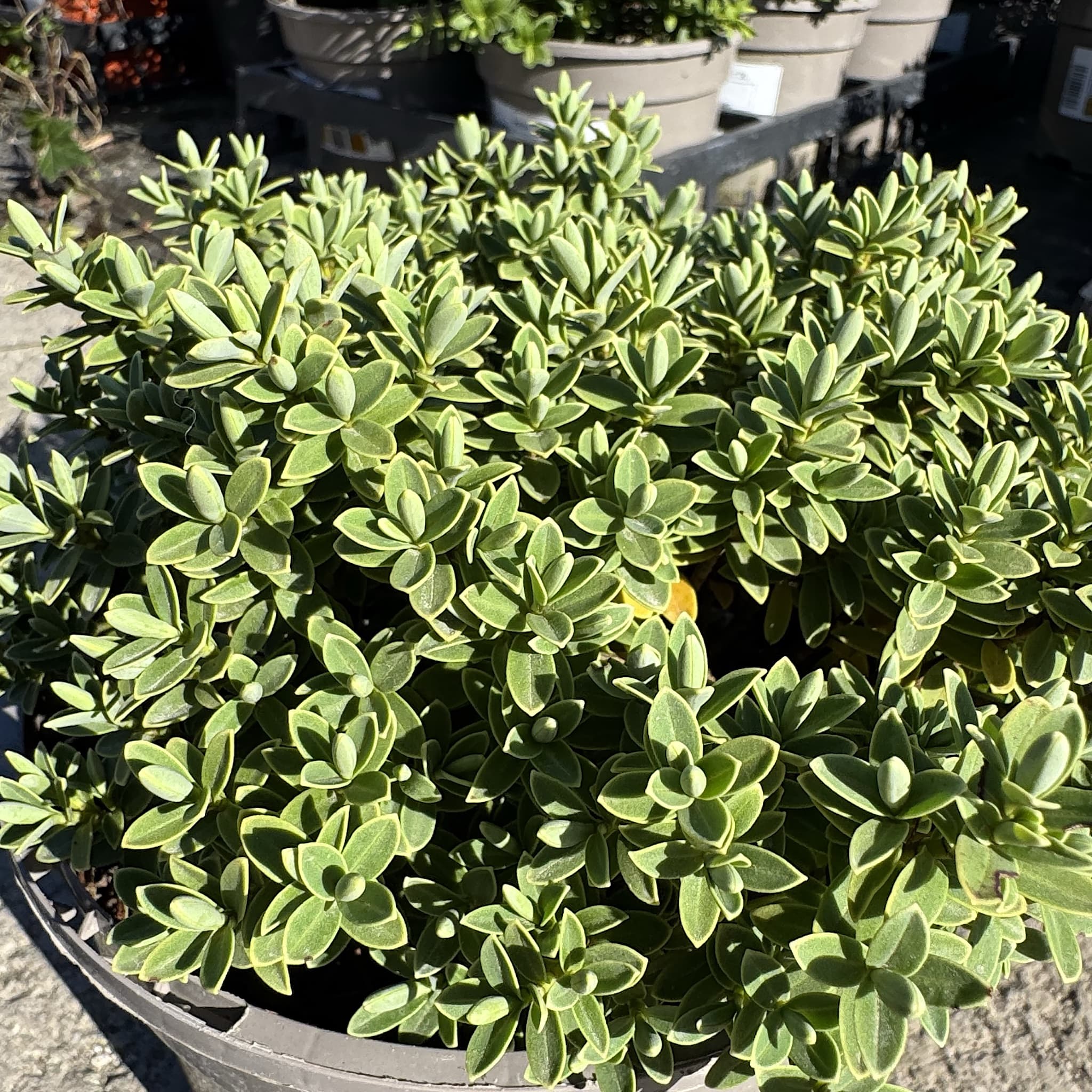 Hebe ping. 'Sutherlandii'