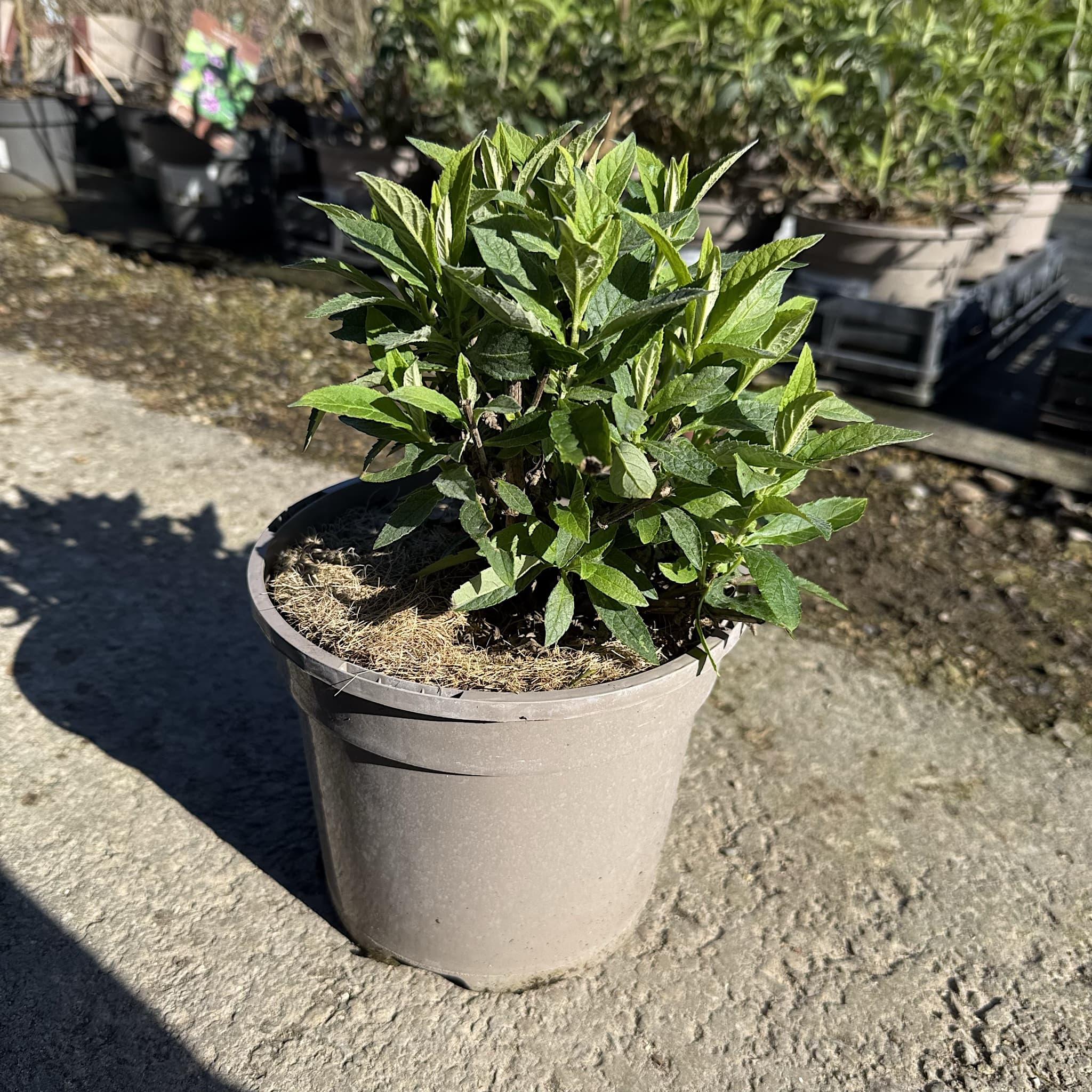 Buddleja 'Butterfly Candy Little White'