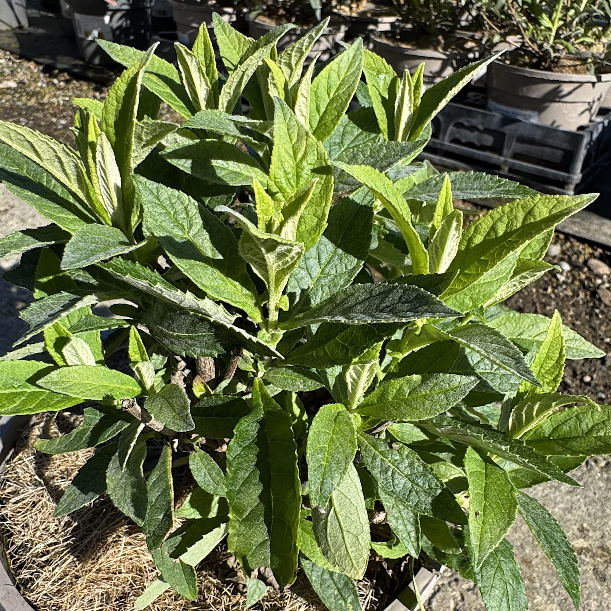Buddleja 'Butterfly Candy Little White'