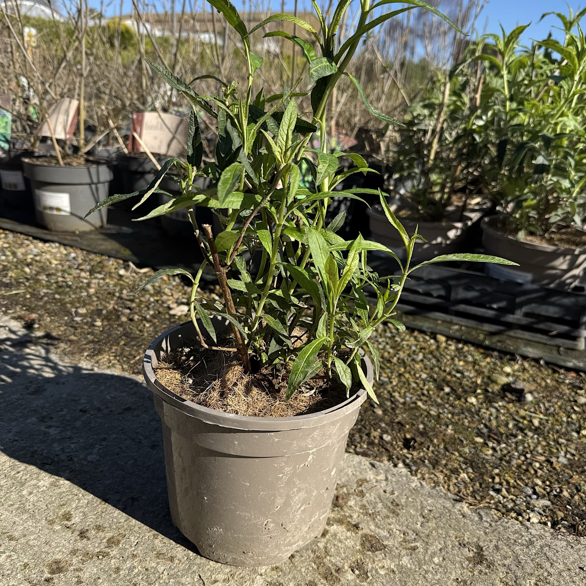 Buddleja dav. 'Royal Red'