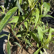 Buddleja dav. 'Royal Red'