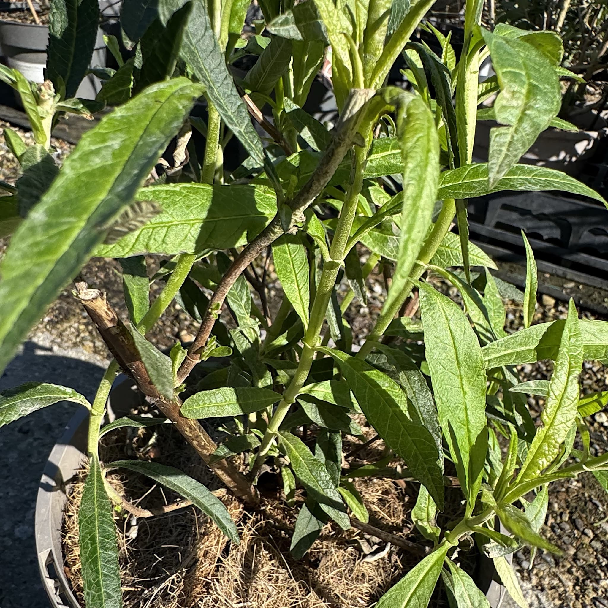 Buddleja dav. 'Royal Red'