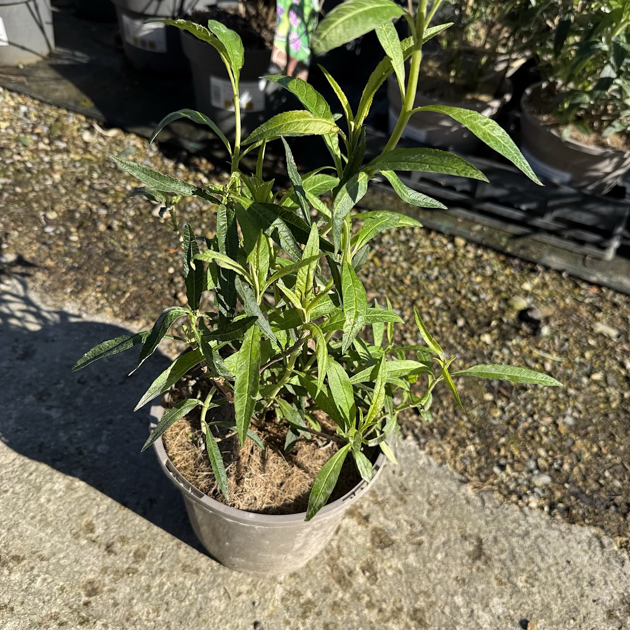 Buddleja dav. 'Royal Red'