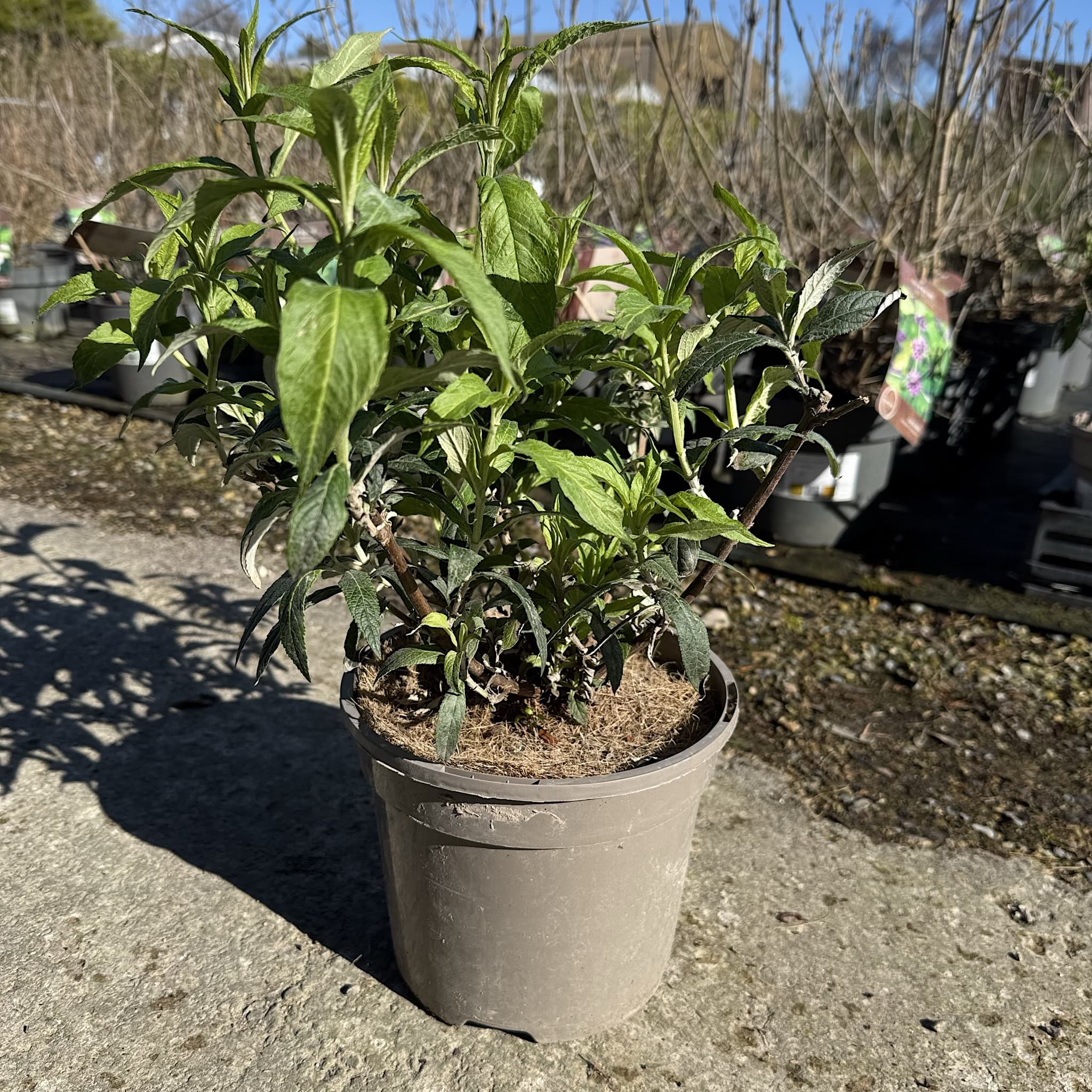 Buddleja dav. 'White Profusion'