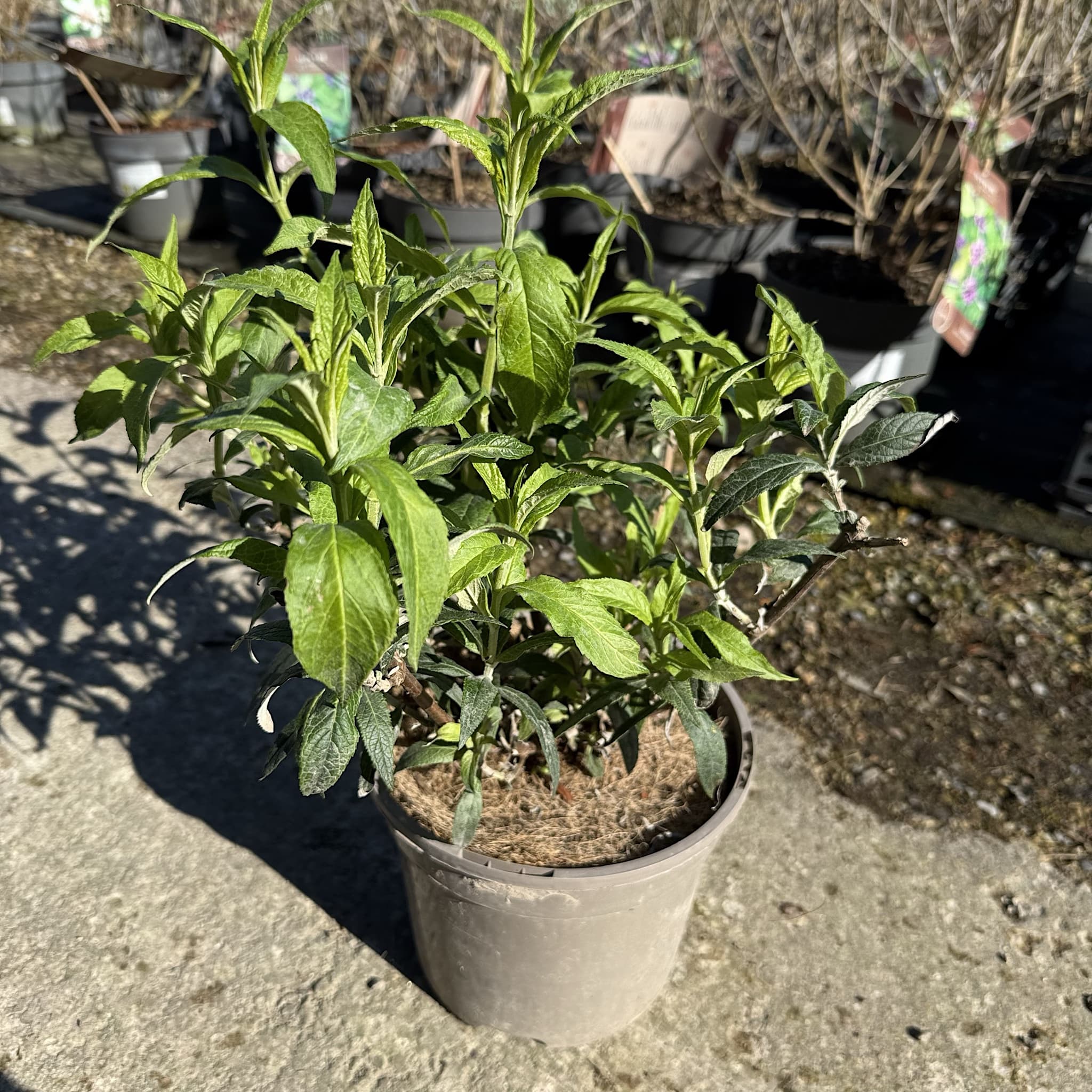 Buddleja dav. 'White Profusion'