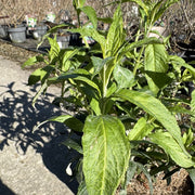 Buddleja dav. 'White Profusion'