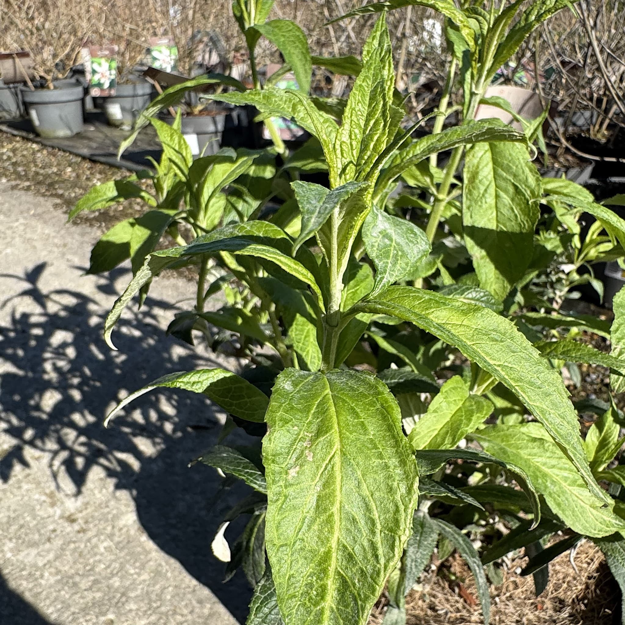 Buddleja dav. 'White Profusion'