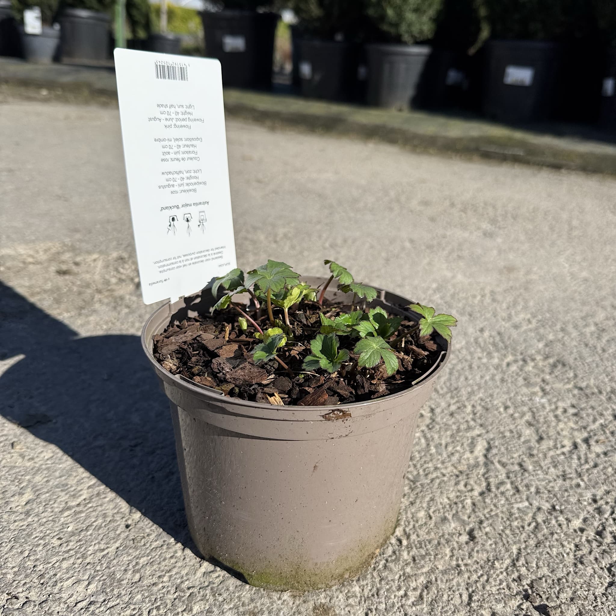 Astrantia maj. 'Buckland'