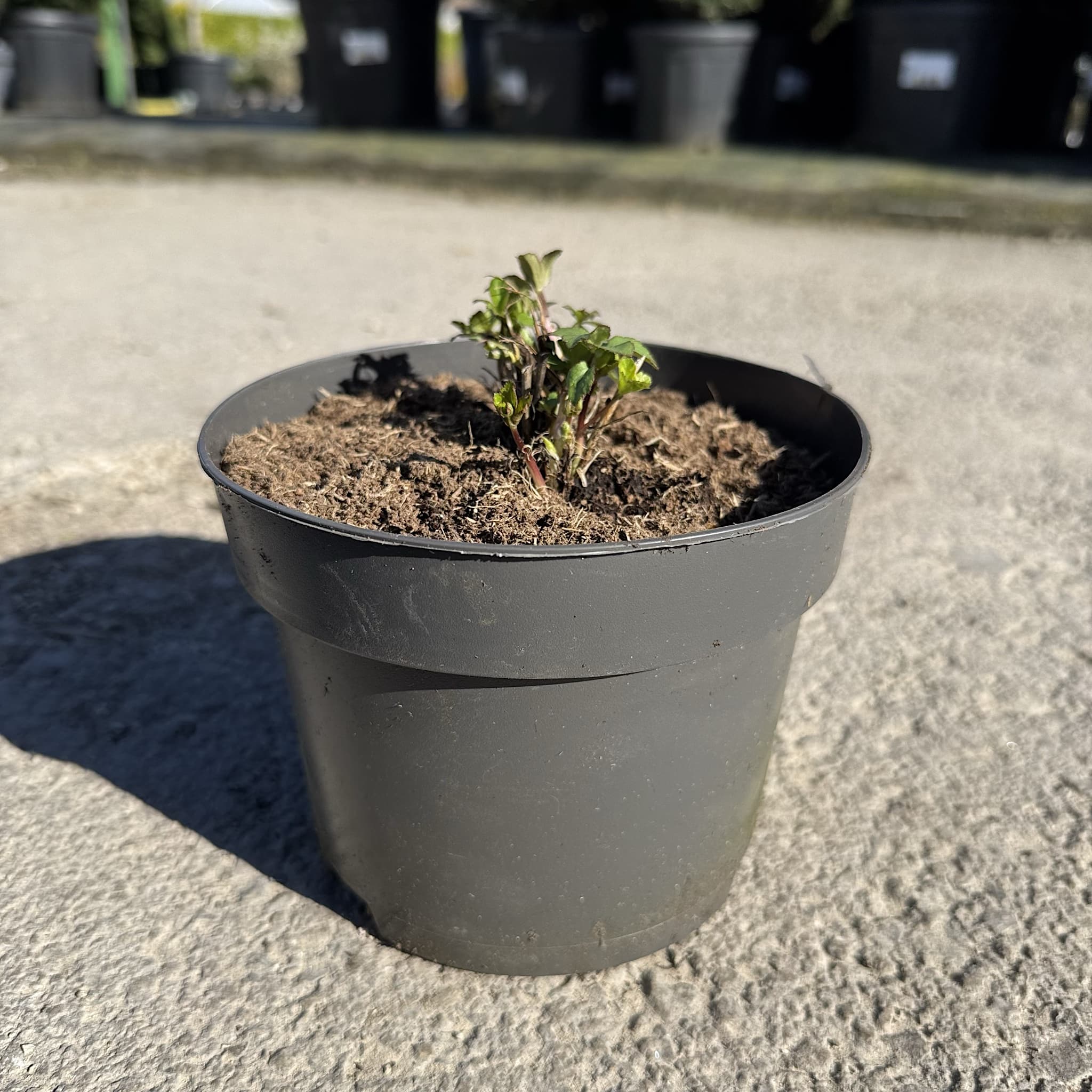 Astrantia maj. 'Roma'