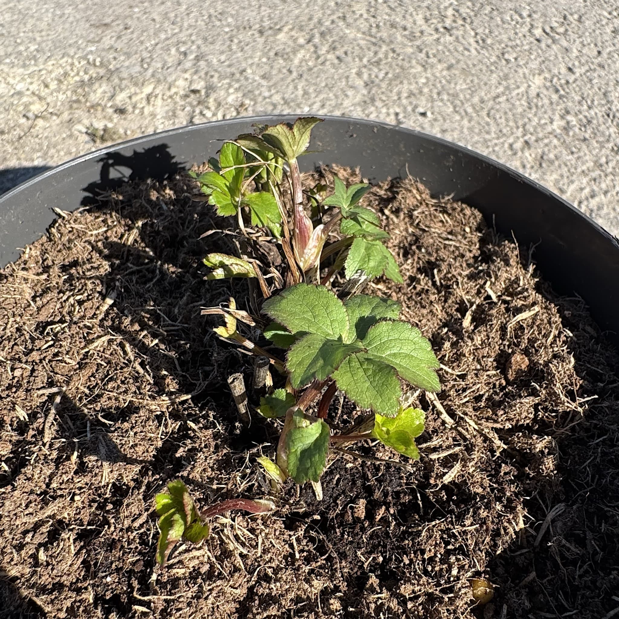 Astrantia maj. 'Roma'