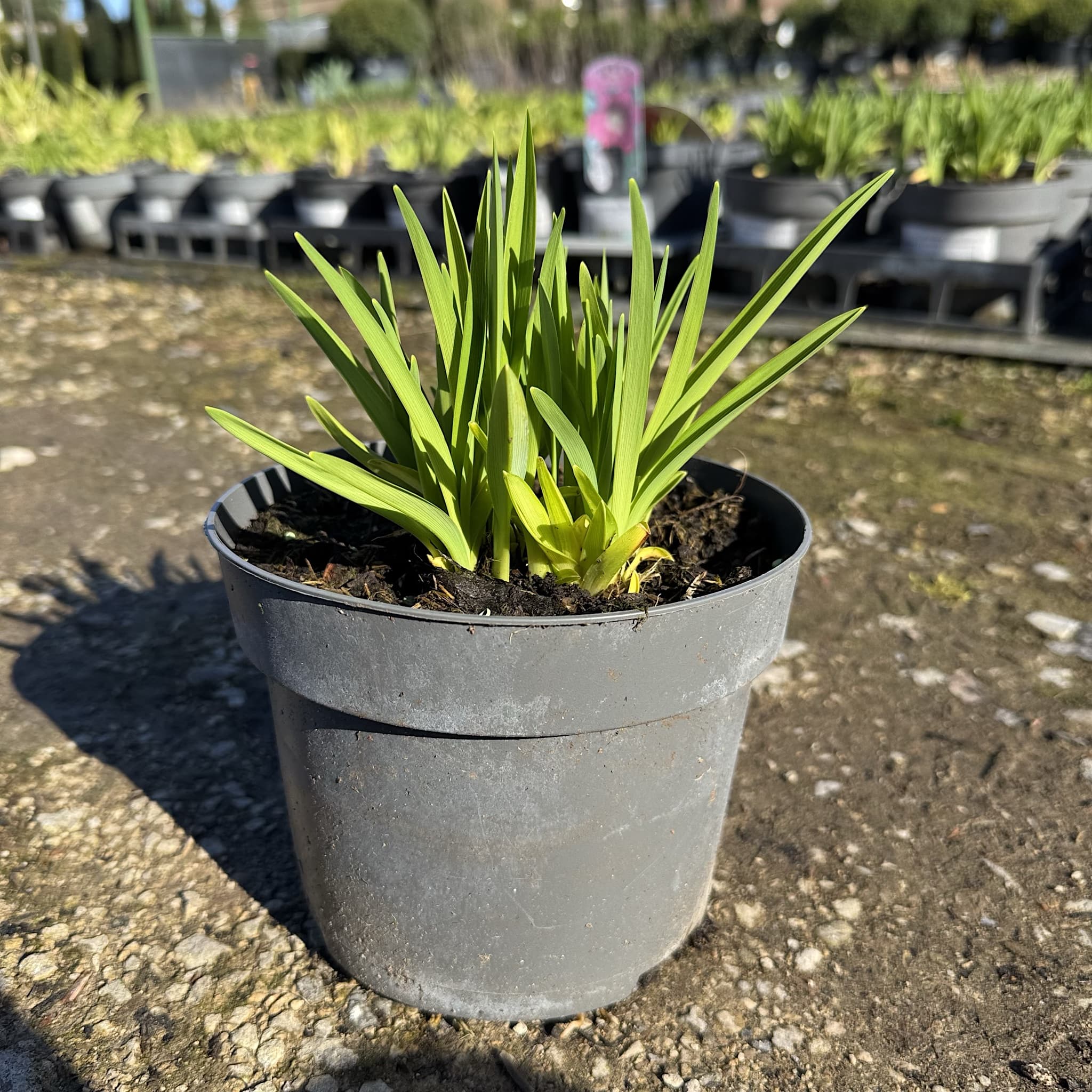 Hemerocallis 'Stella de Oro'