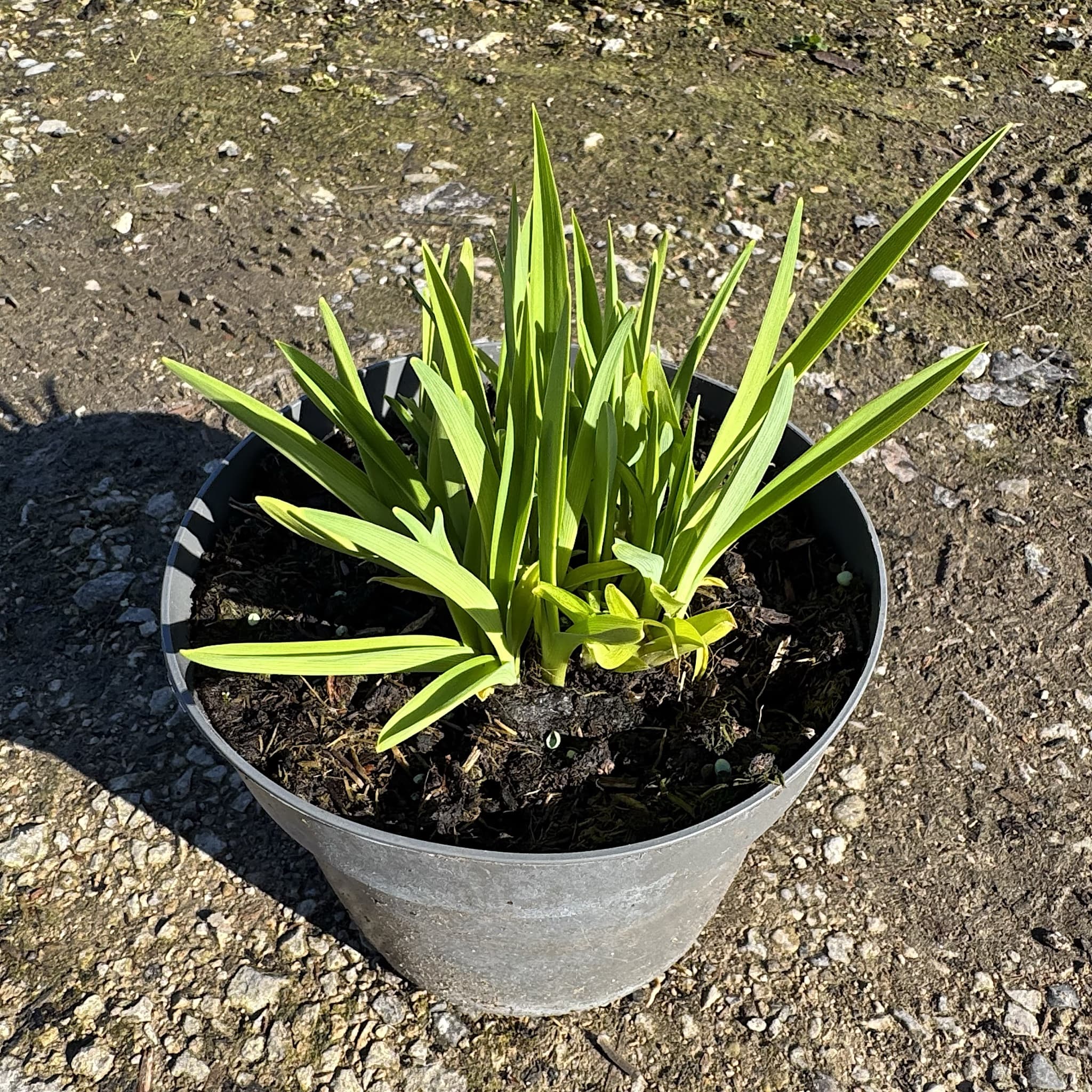 Hemerocallis 'Stella de Oro'