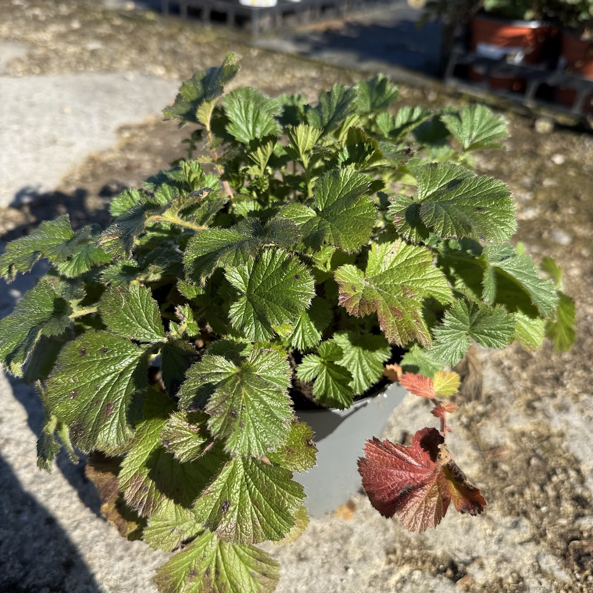 Geum 'Totally Tangerine'