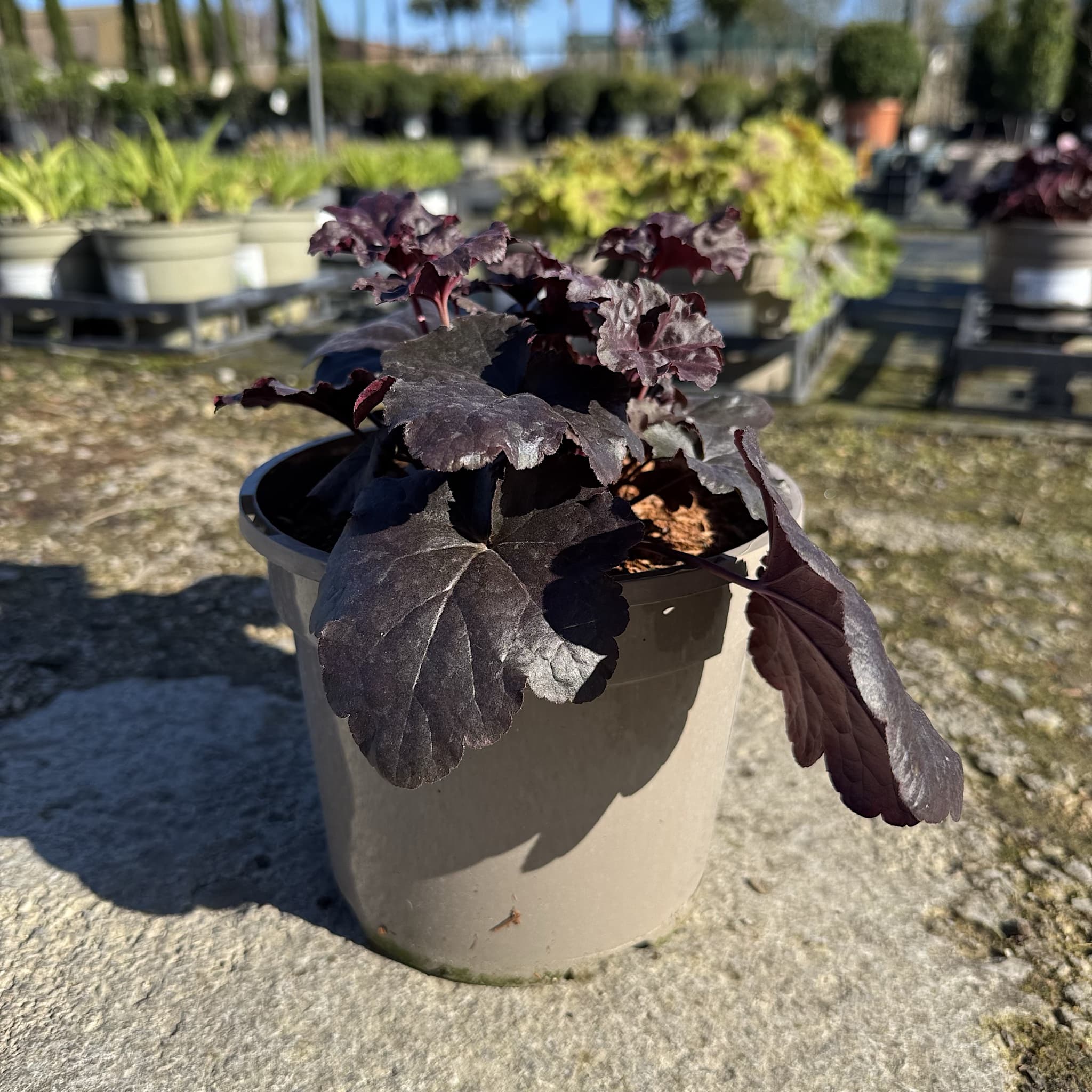 Heuchera 'Obsidian'