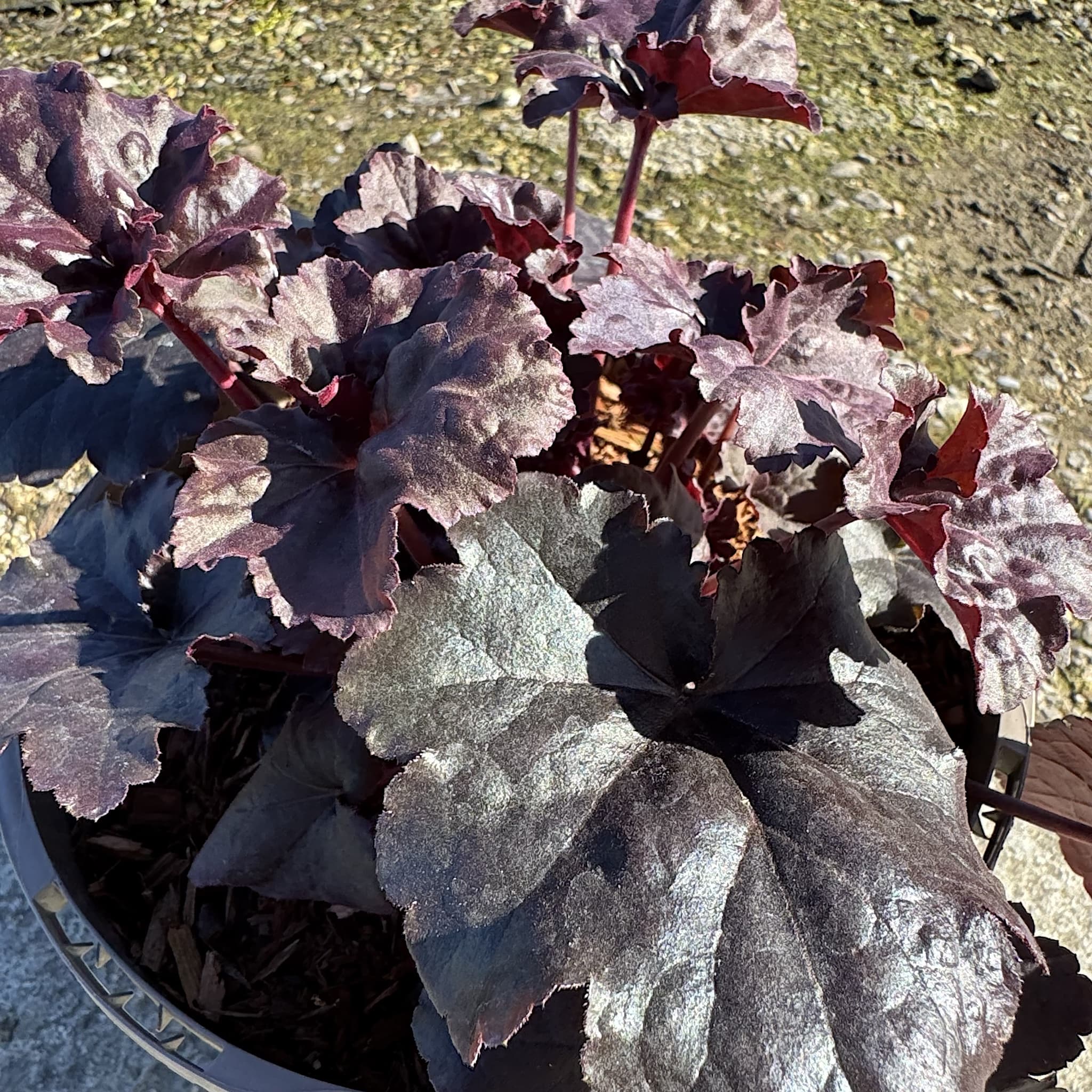 Heuchera 'Obsidian'