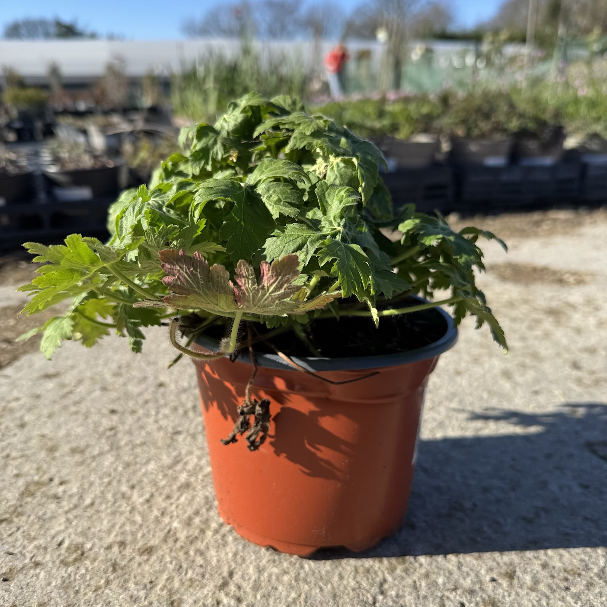 Geranium macr. 'Ingwersen's Var.' (pink)
