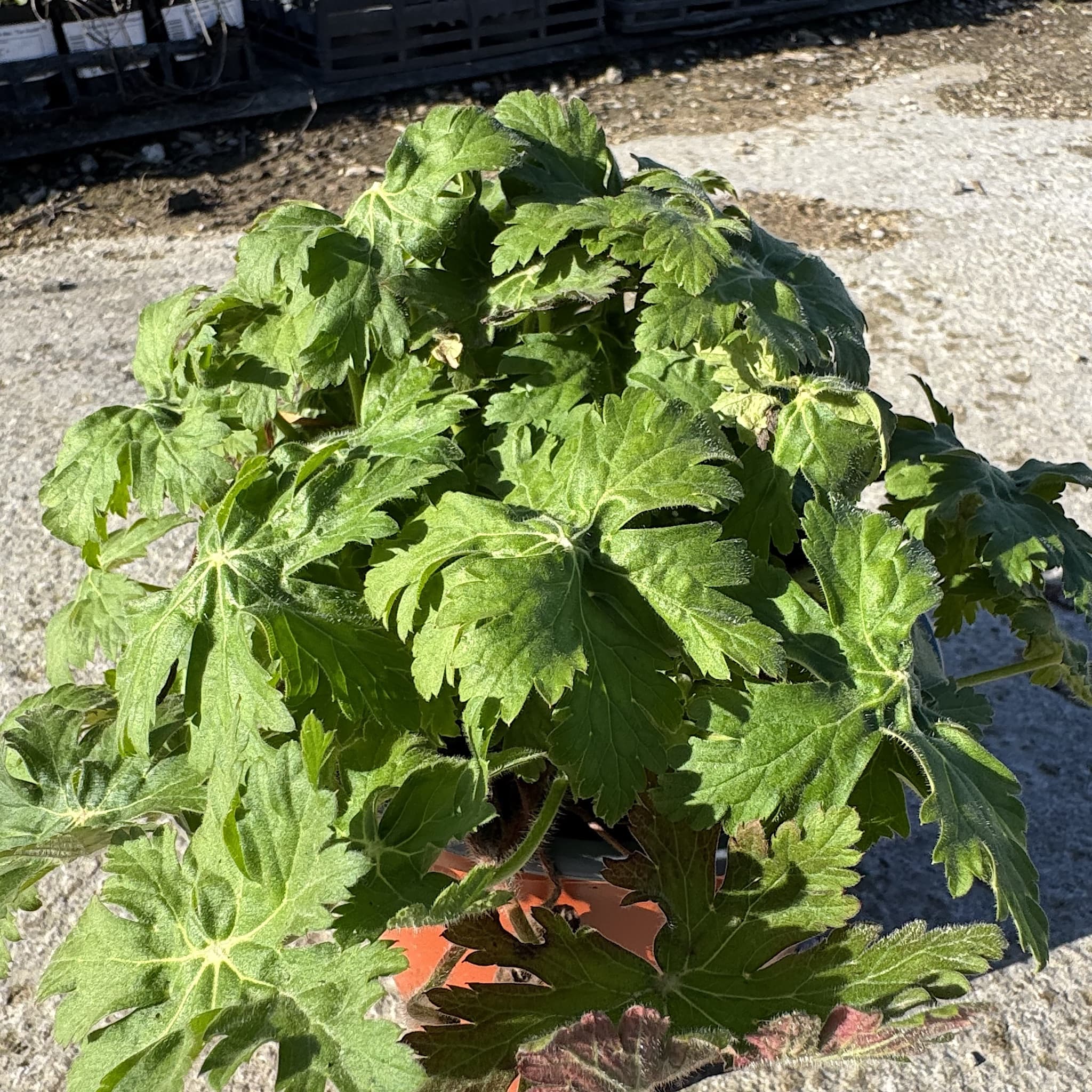 Geranium macr. 'Ingwersen's Var.' (pink)