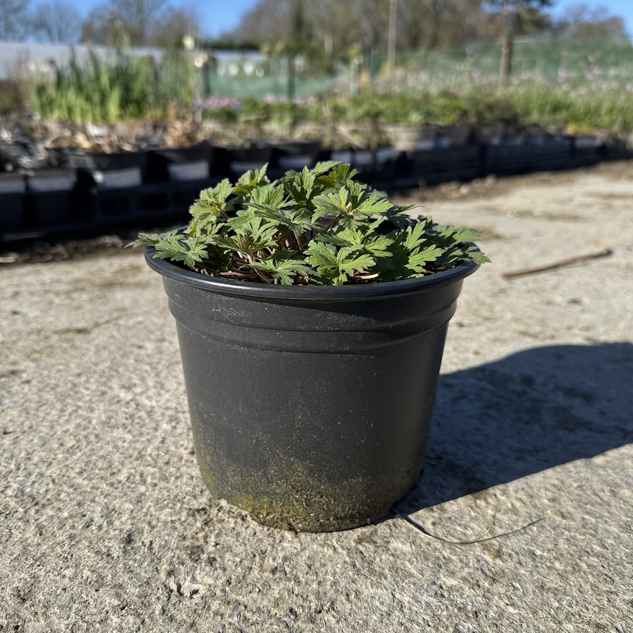 Geranium 'Johnson's Blue'