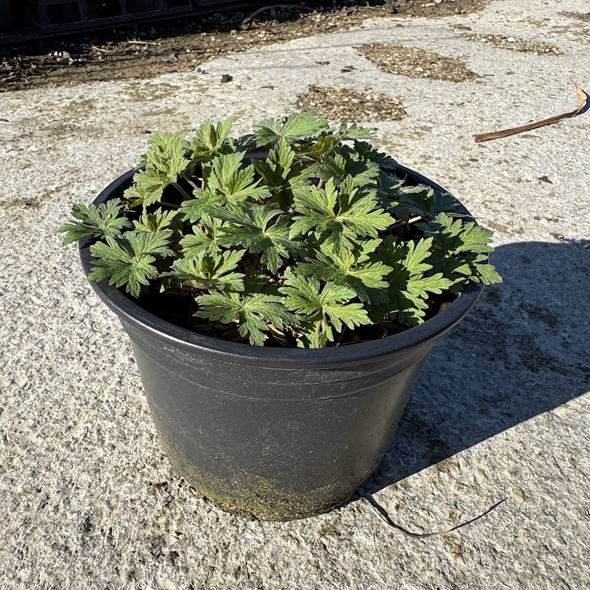 Geranium 'Johnson's Blue'