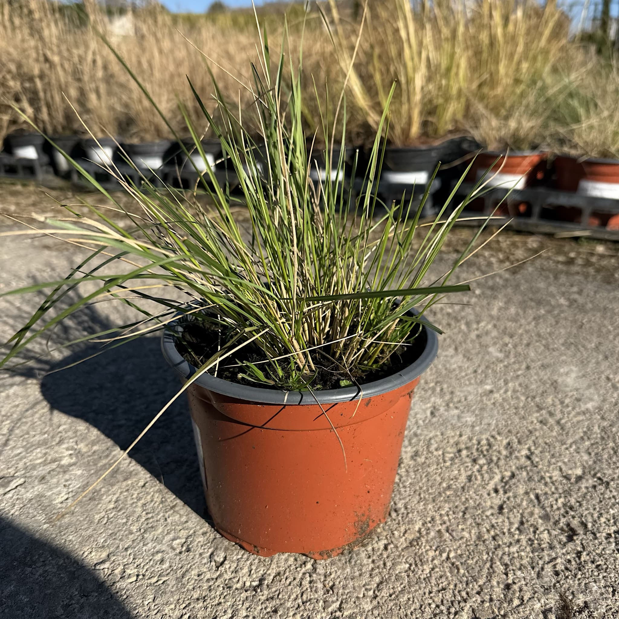 Stipa gigantea