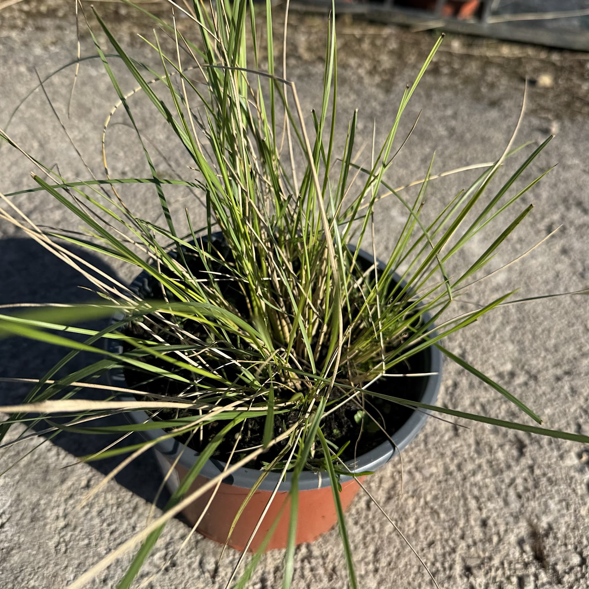 Stipa gigantea