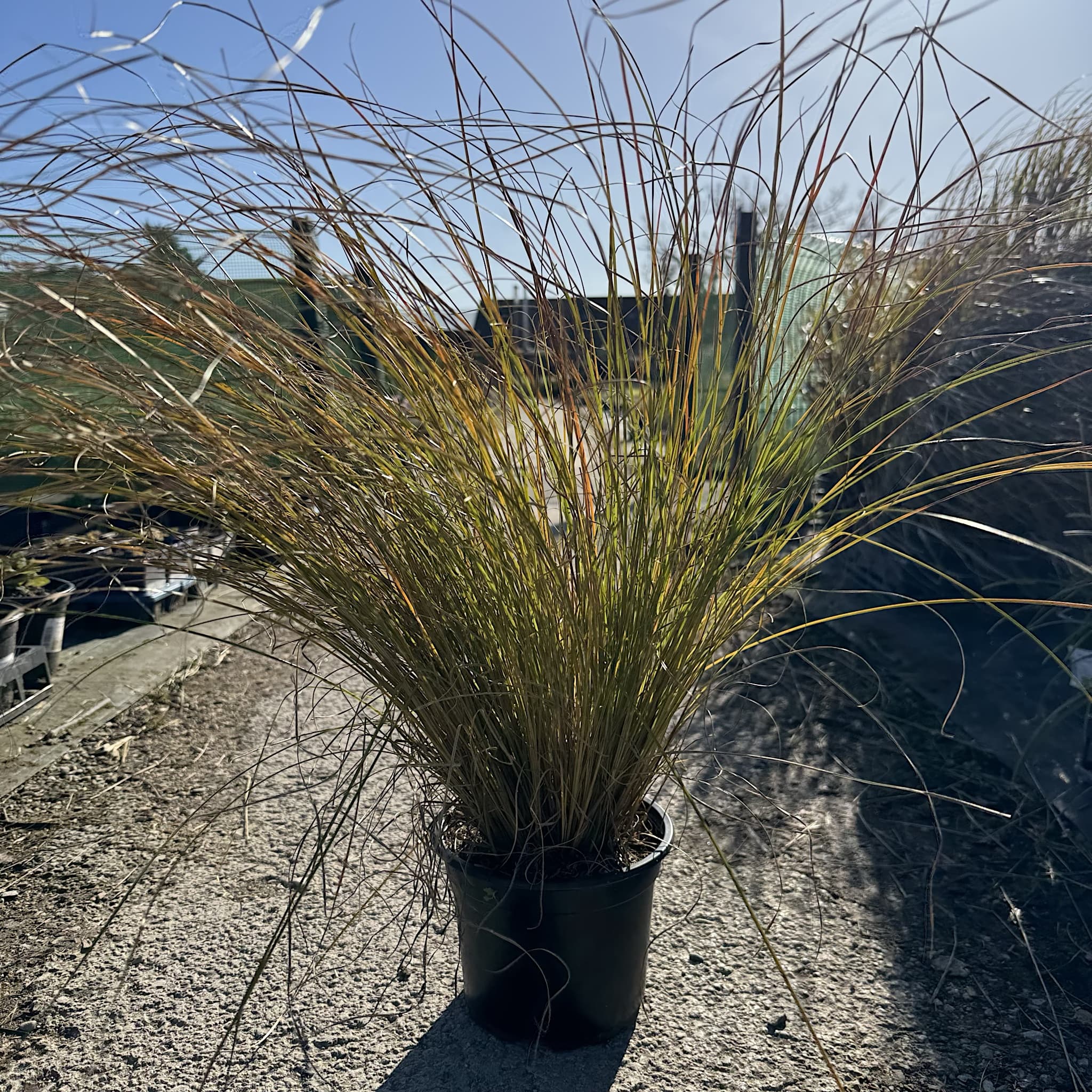 Carex testacea 'Prairie Fire'