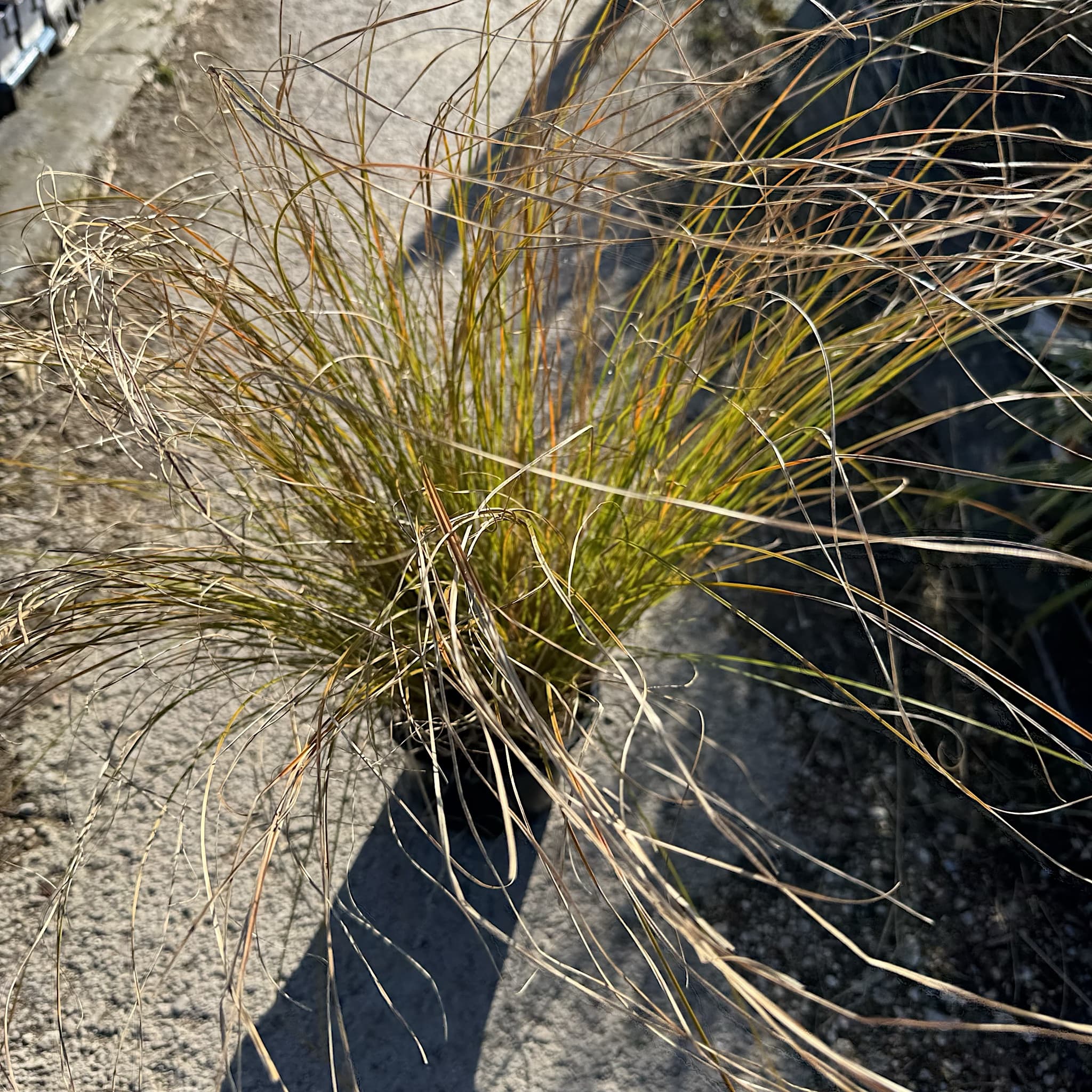 Carex testacea 'Prairie Fire'