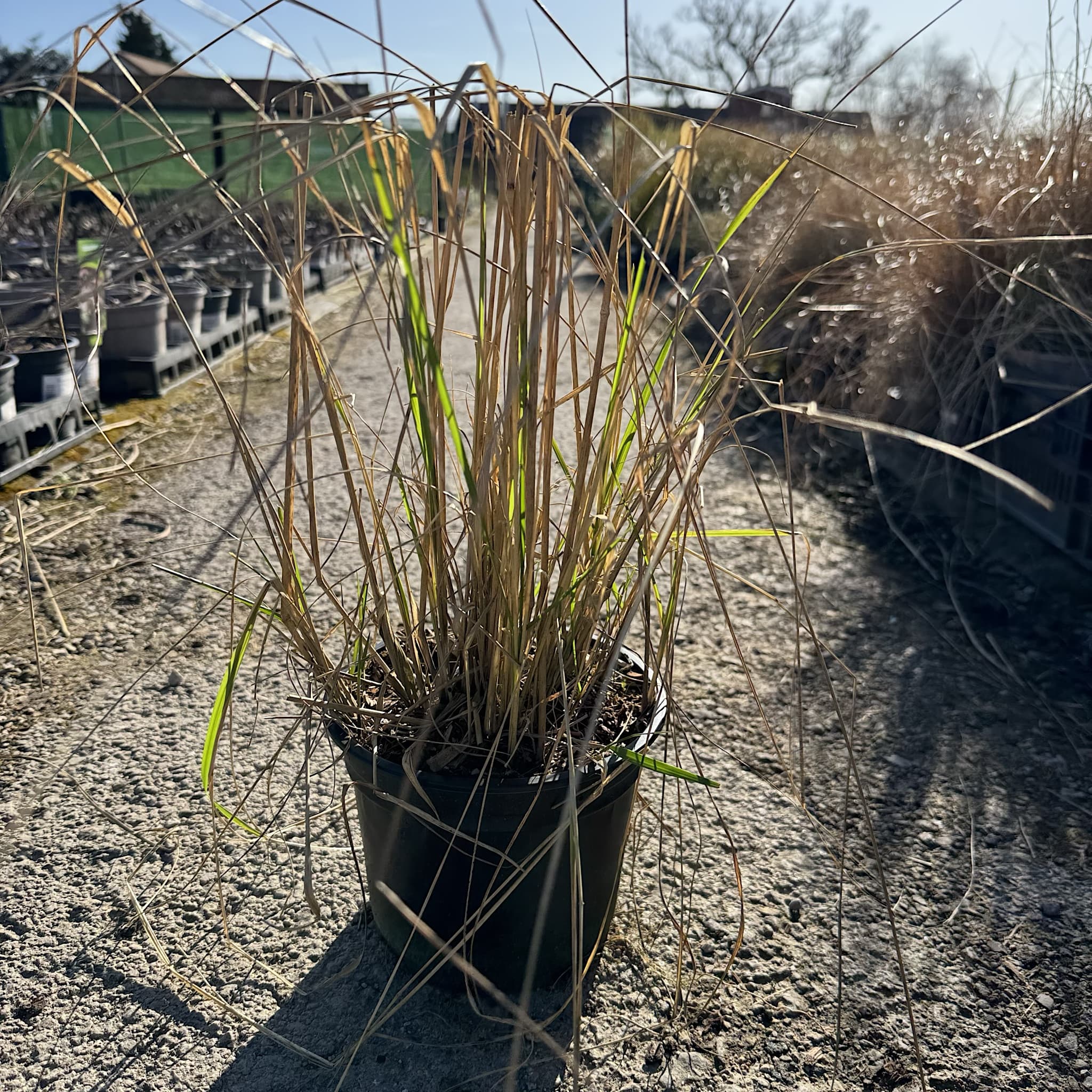 Calamagrostis acut. 'Karl Foerster'