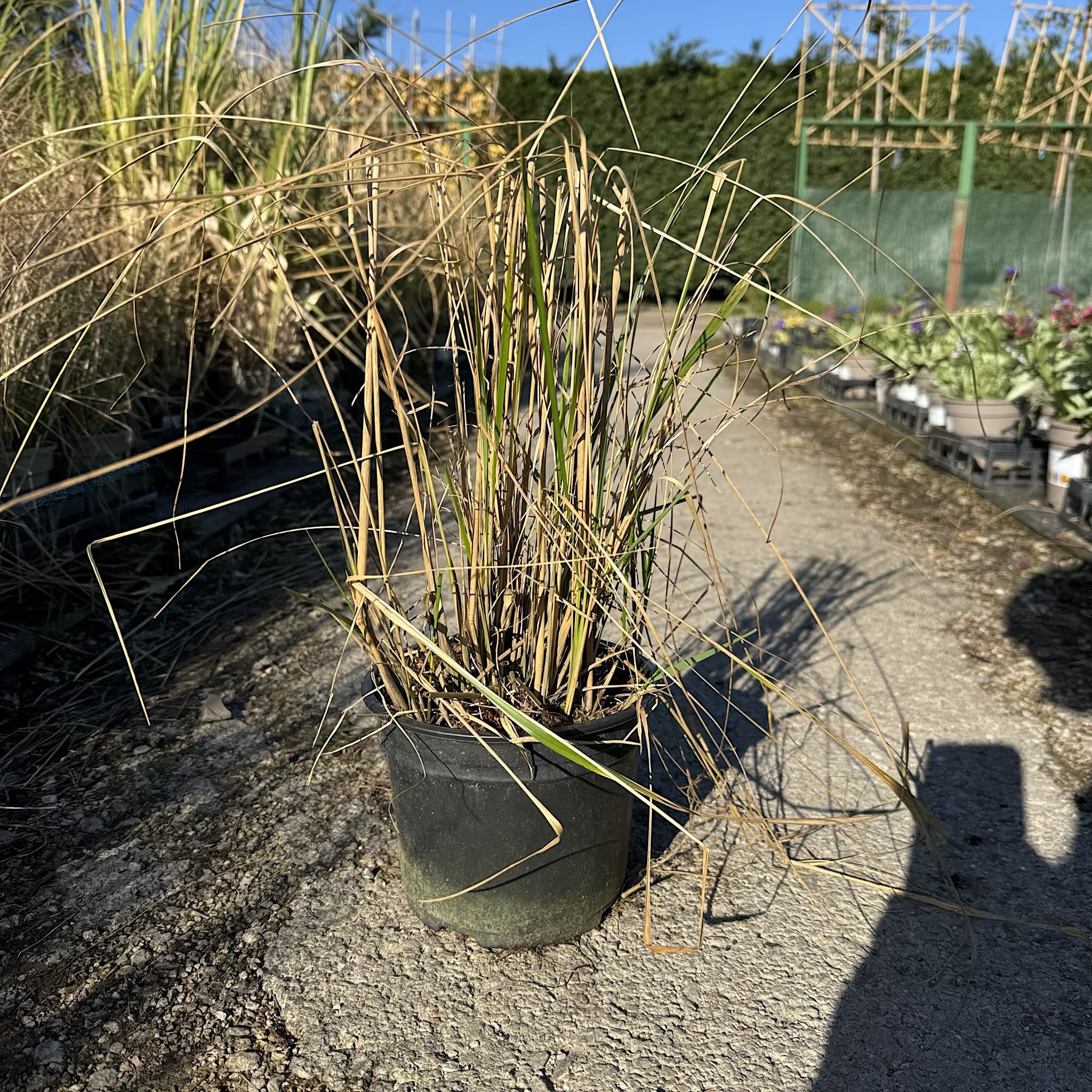 Calamagrostis acut. 'Karl Foerster'