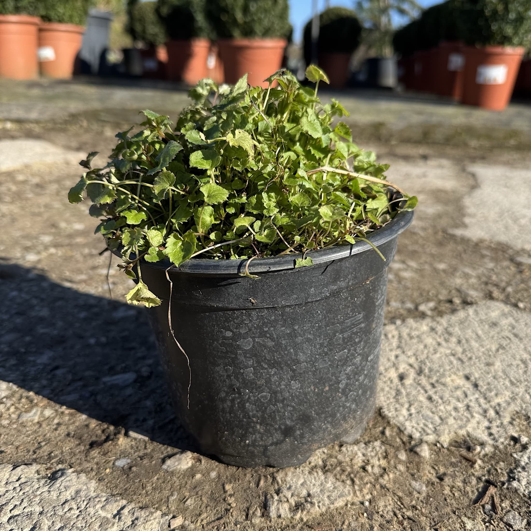 Campanula portenschlagiana