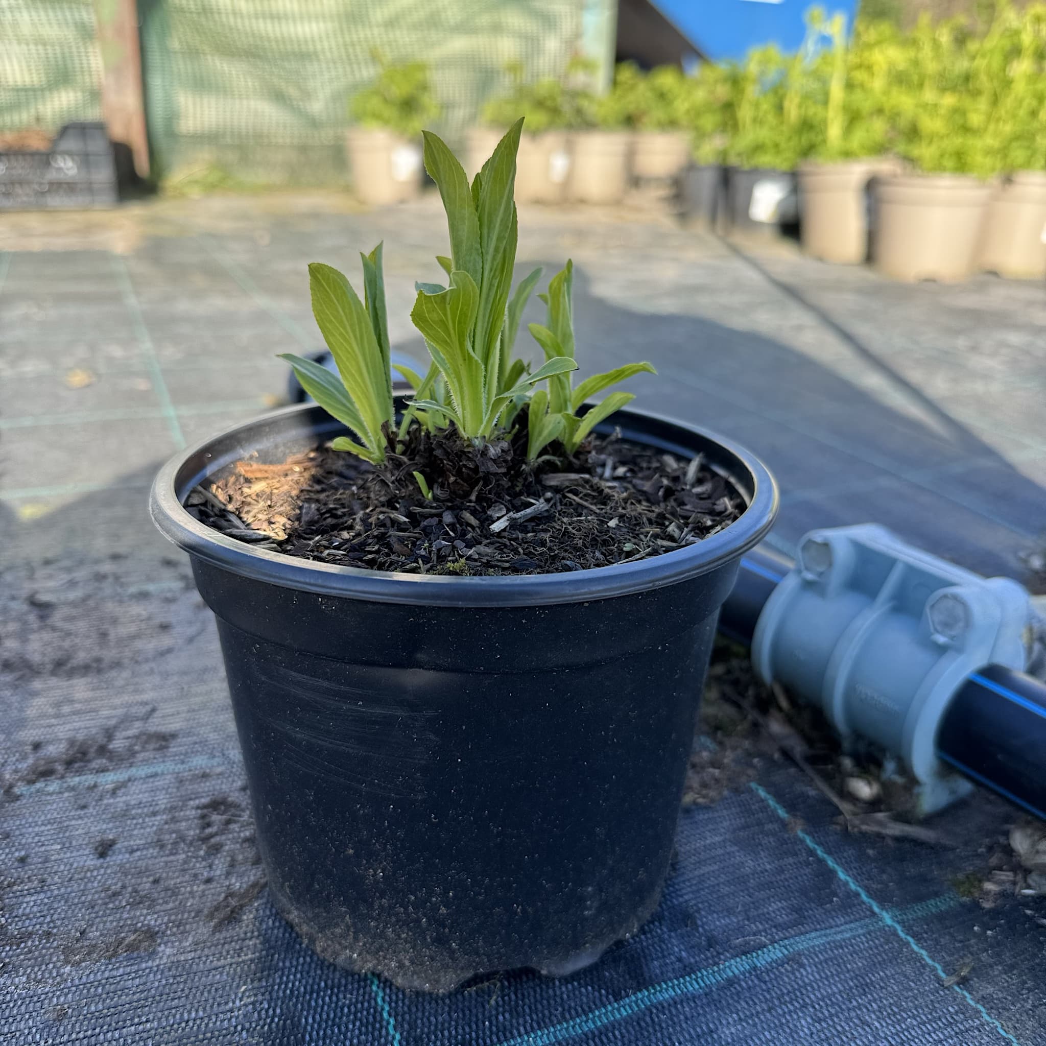 Digitalis grandiflora