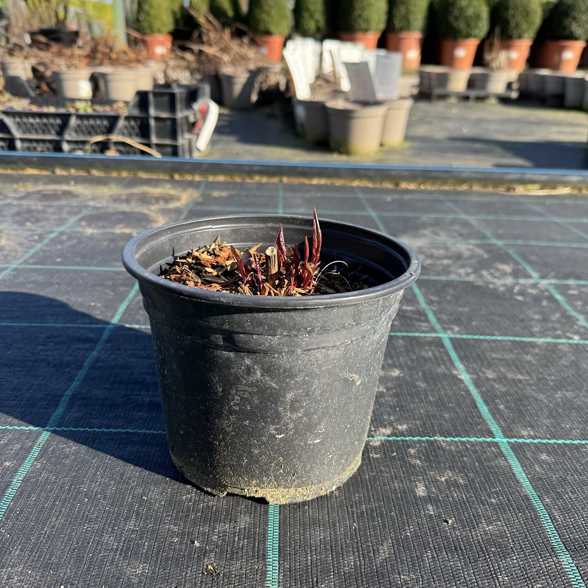 Echinacea purpurea