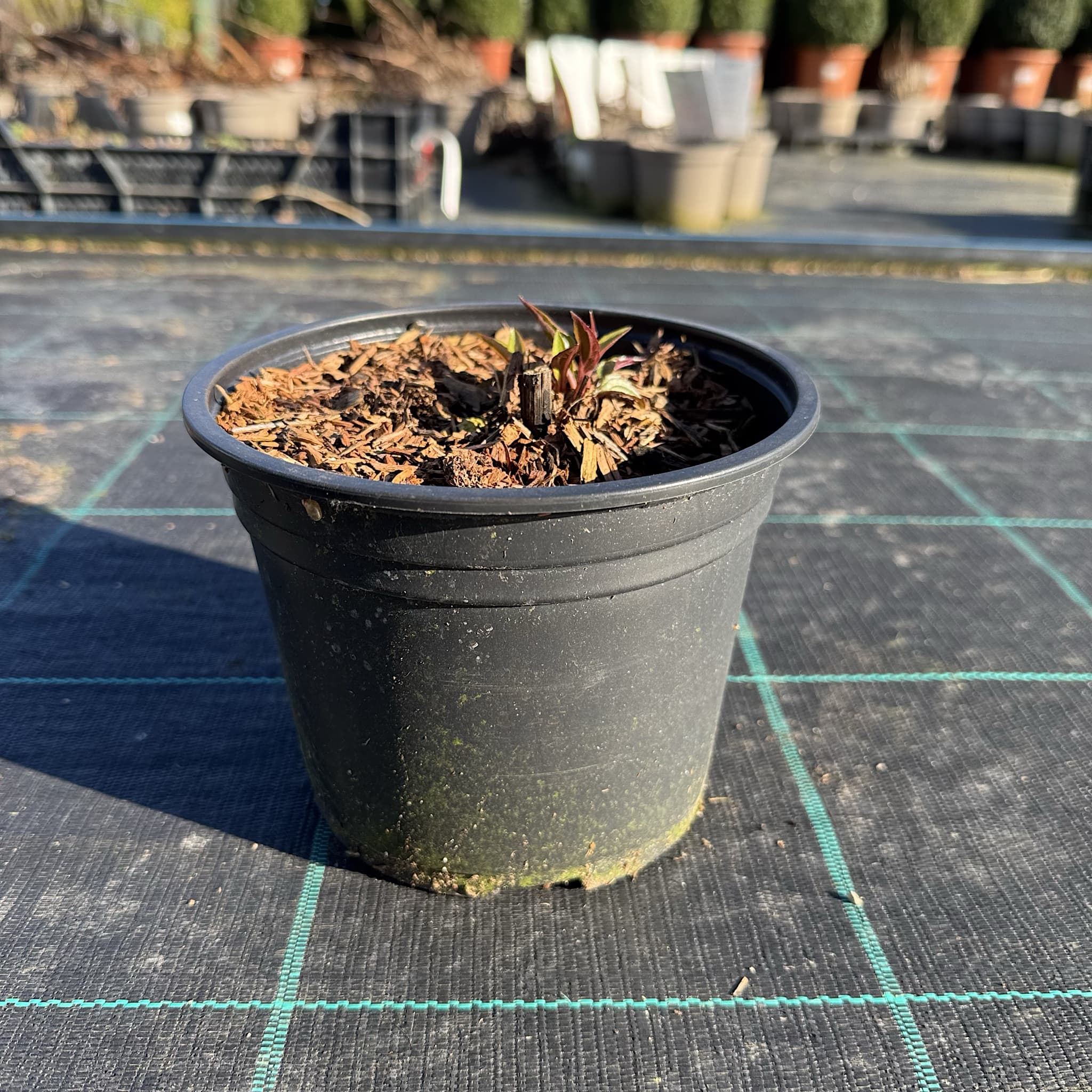 Echinacea purp. 'Magnus'