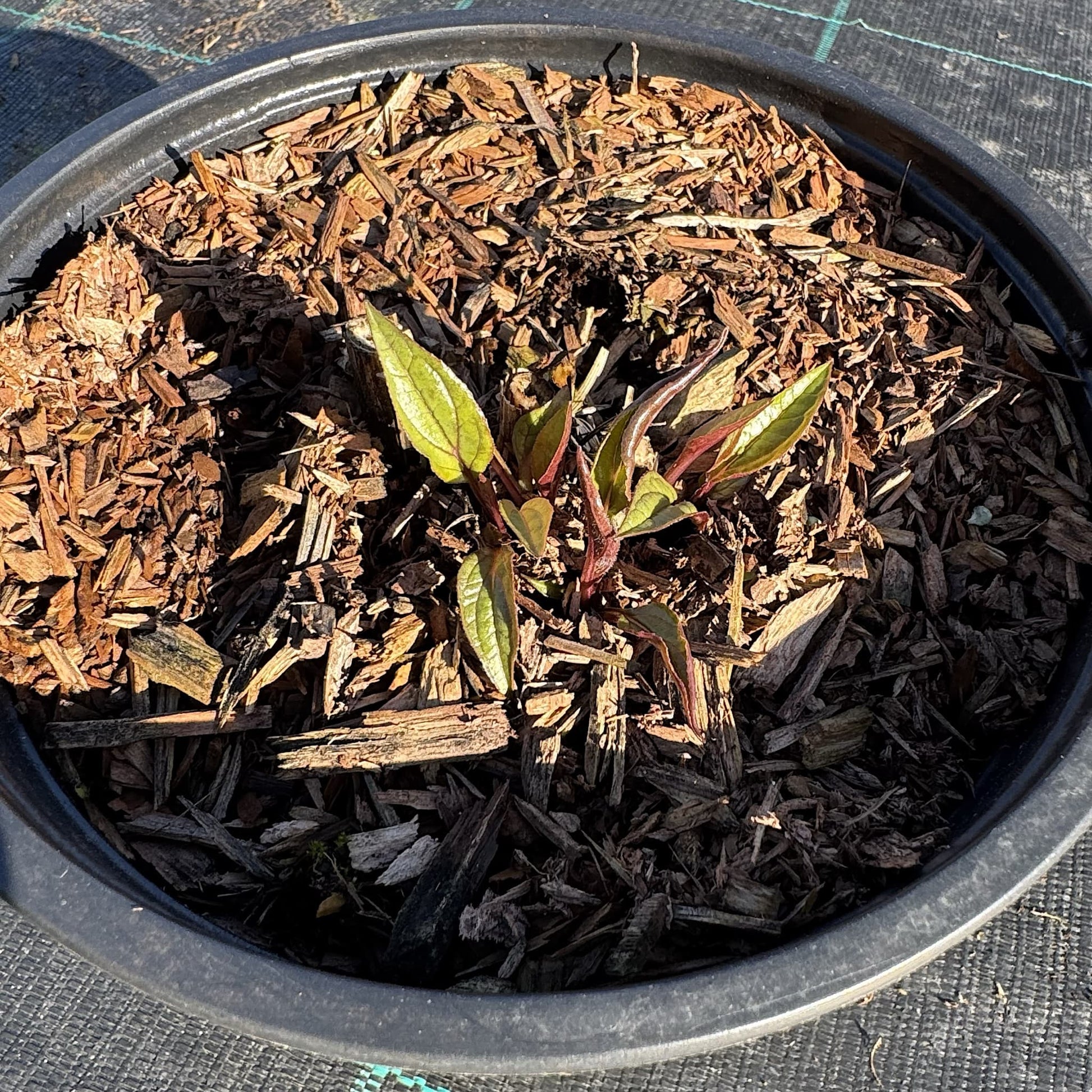 Echinacea purp. 'Magnus'