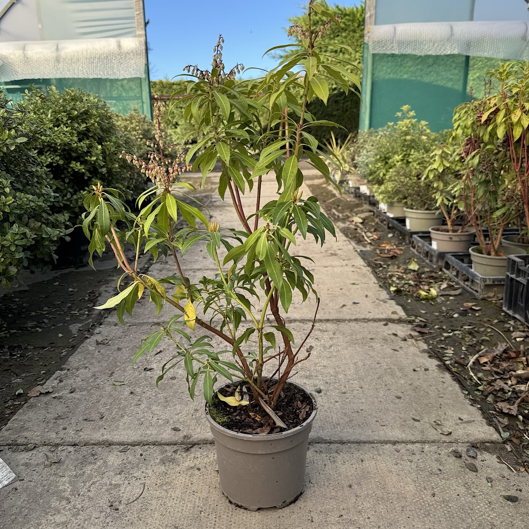 Pieris 'Forest Flame'