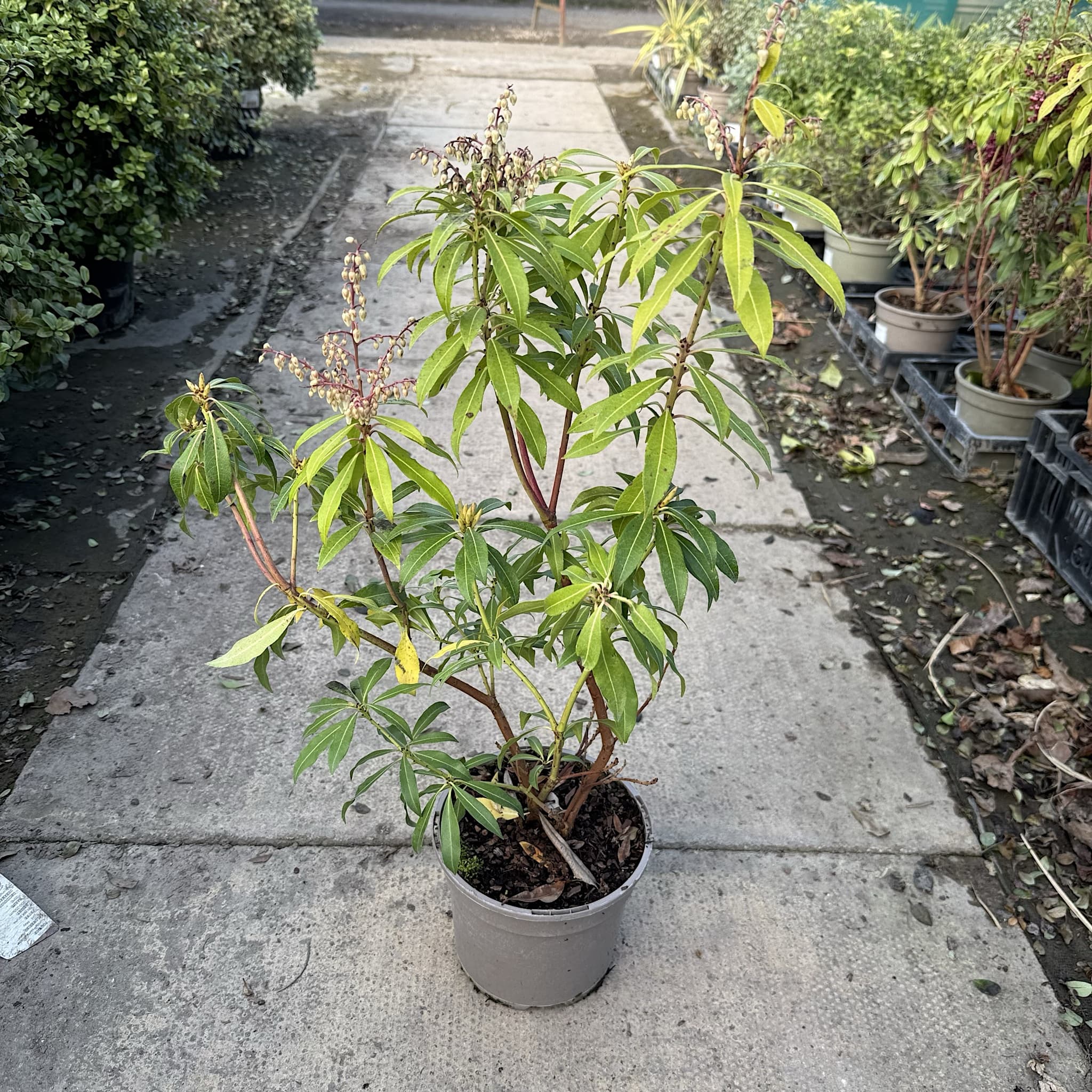 Pieris 'Forest Flame'