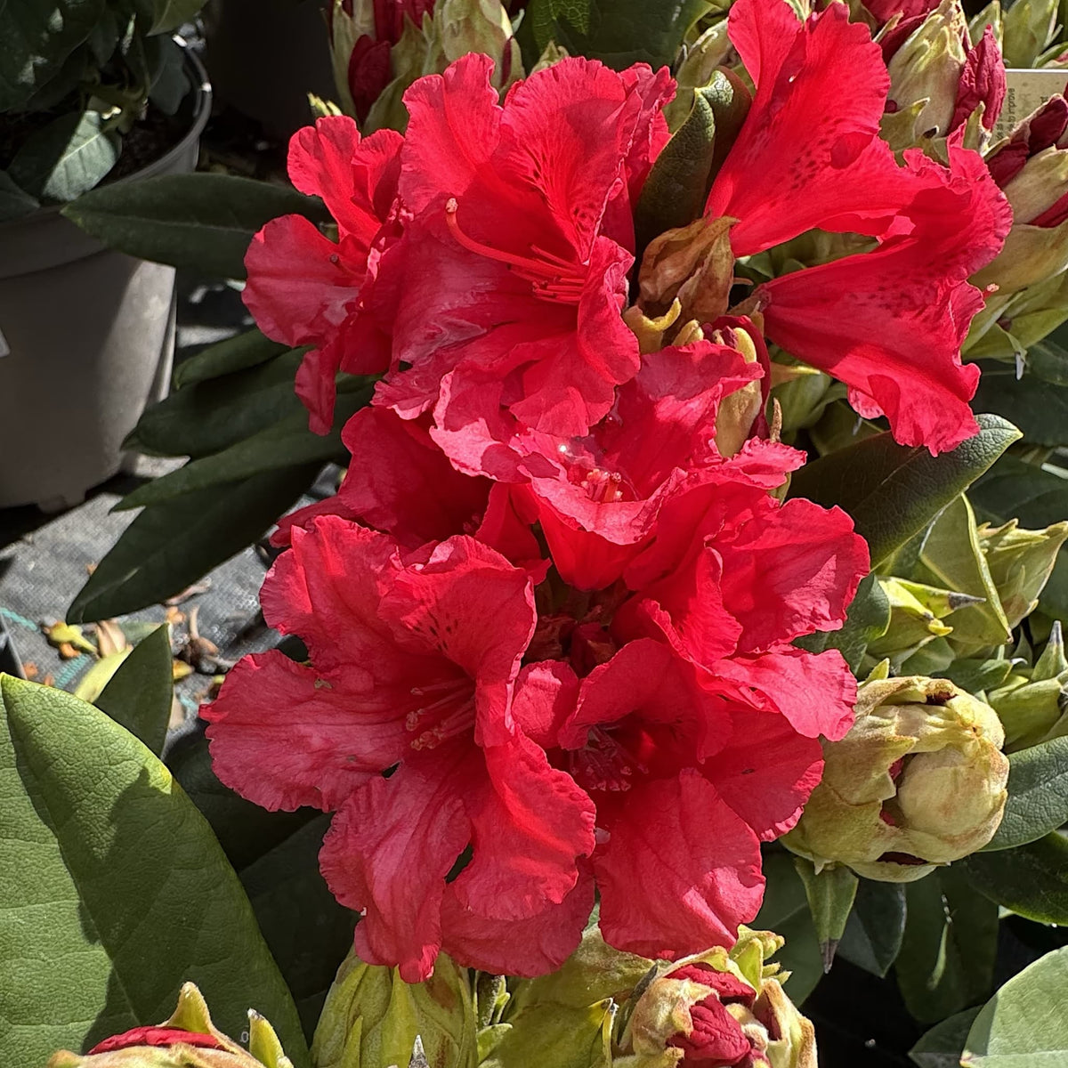 Rhododendron 'Dopey'
