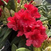 Rhododendron 'Dopey'