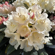 Rhododendron 'Golden Torch'